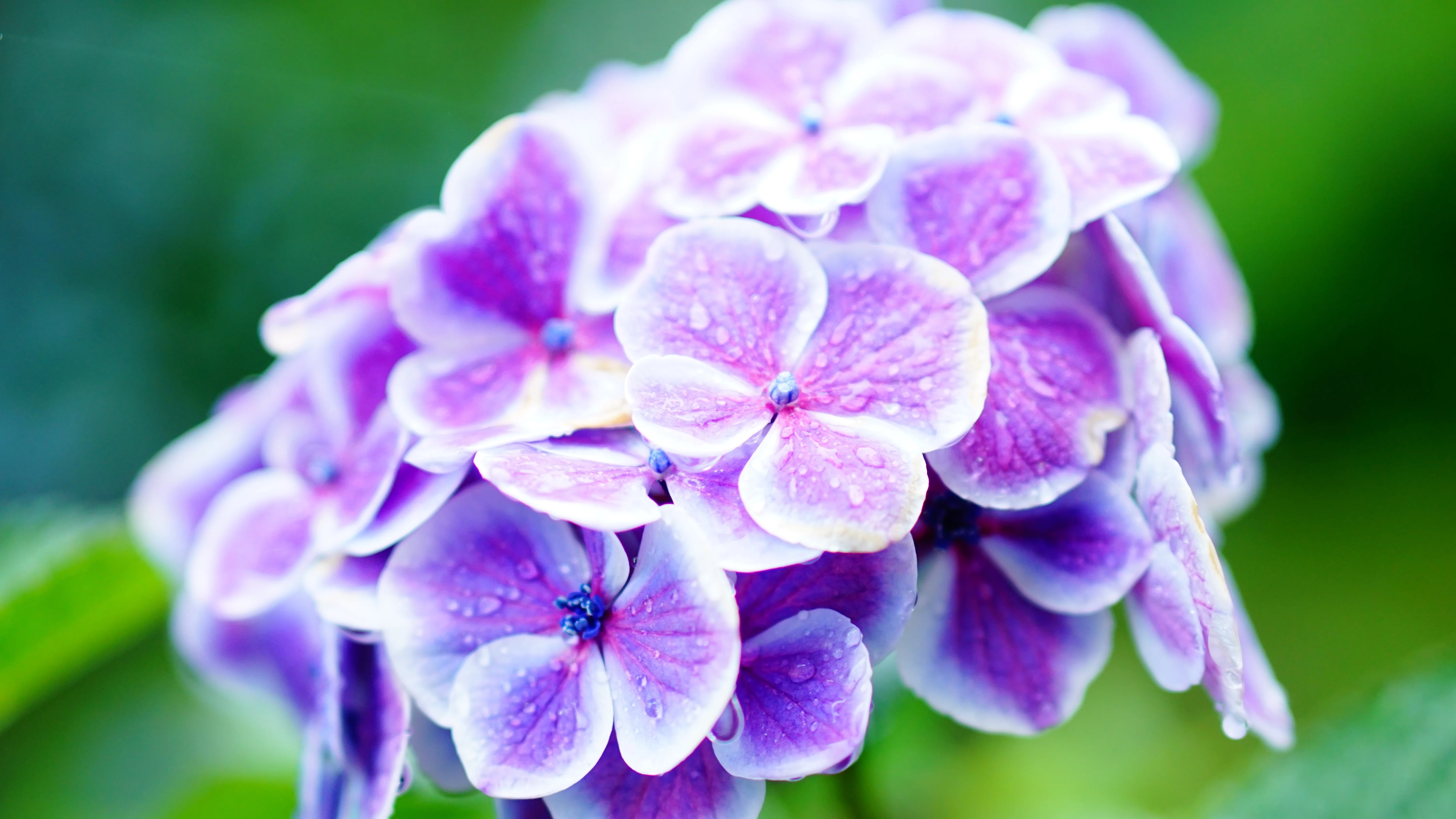紫陽花の綺麗な時期に…「雨引観音」へ｜chisosho