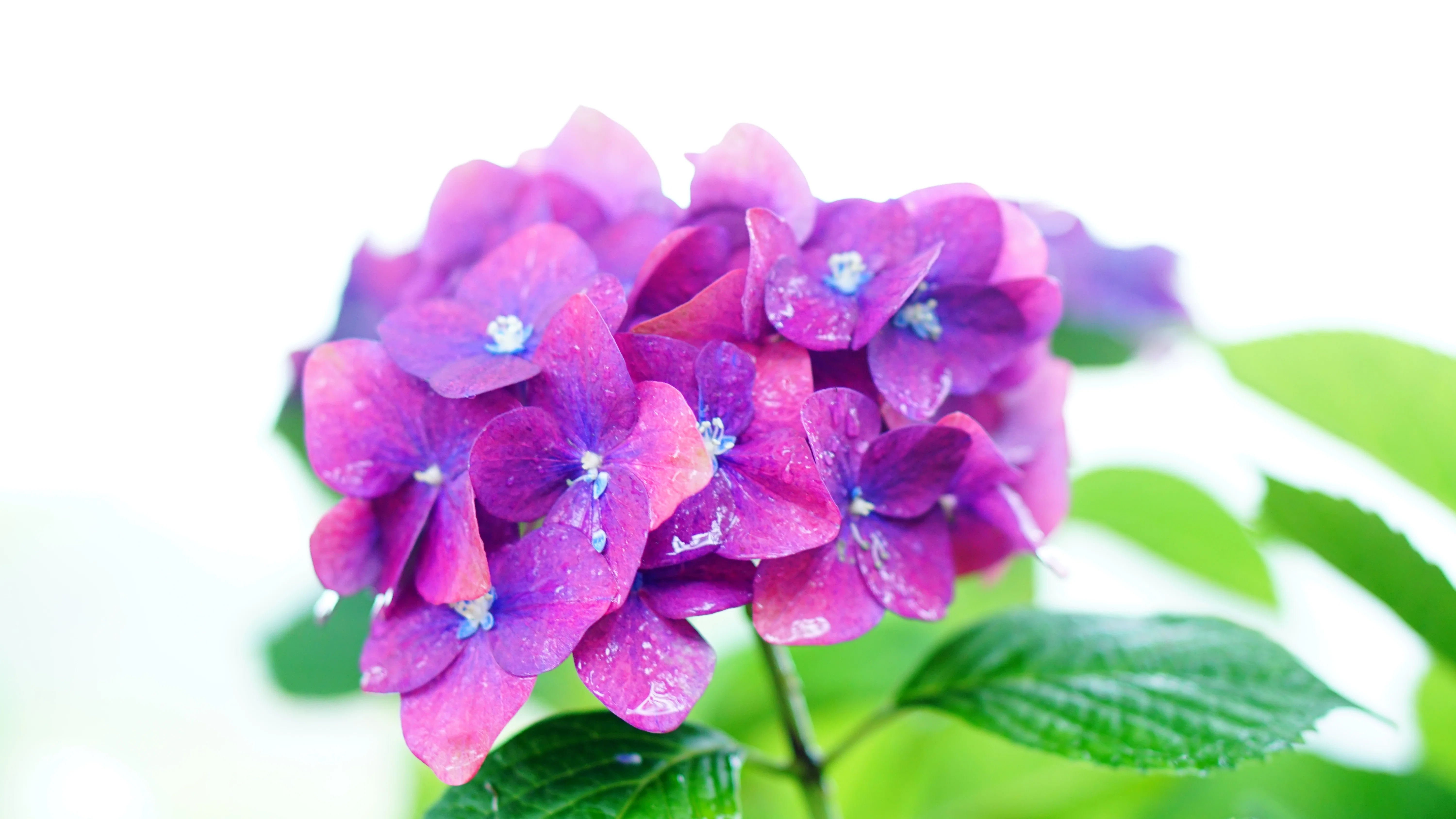 紫陽花の綺麗な時期に…「雨引観音」へ｜chisosho