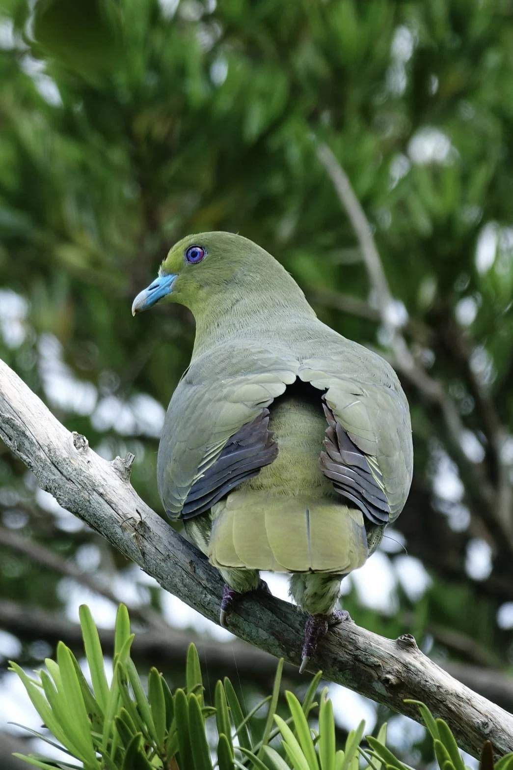 奄美大島⑧固有種溢れる世界自然遺産で出会ったのは鳥ではなく人だった
