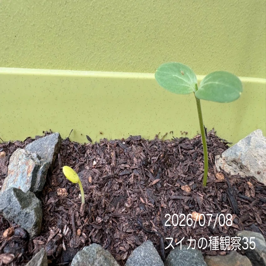 観察日記8】 🍉新たに1つ発芽❗️昨日の🌱芽は黄緑色へ変化｜コツコツ