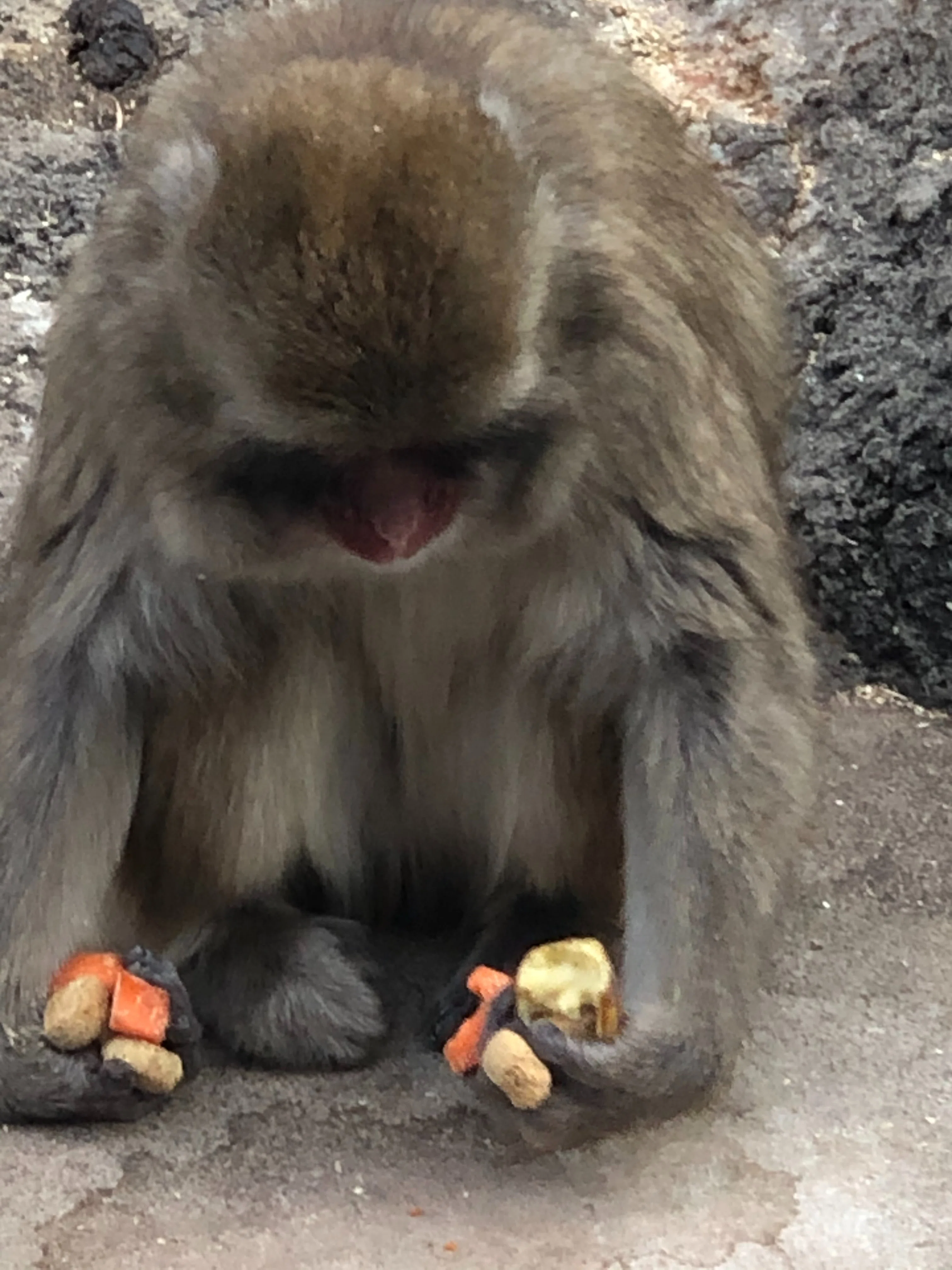 ニホンザル 知能