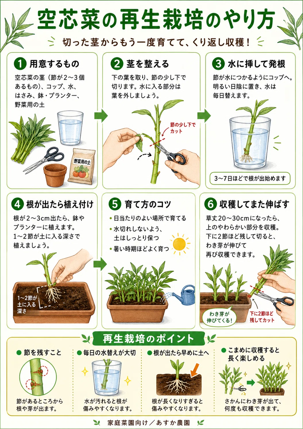 空 芯 菜 収穫