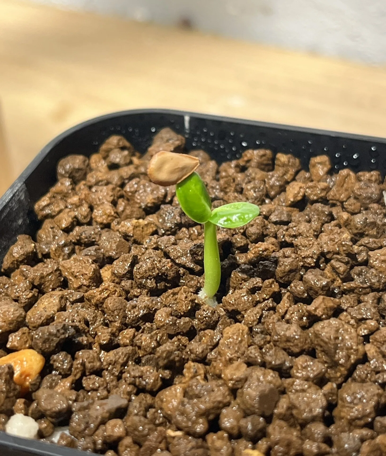 ウィンゾリー 播種記録 その1｜自家採取種はやっぱり早かった｜珈琲屋