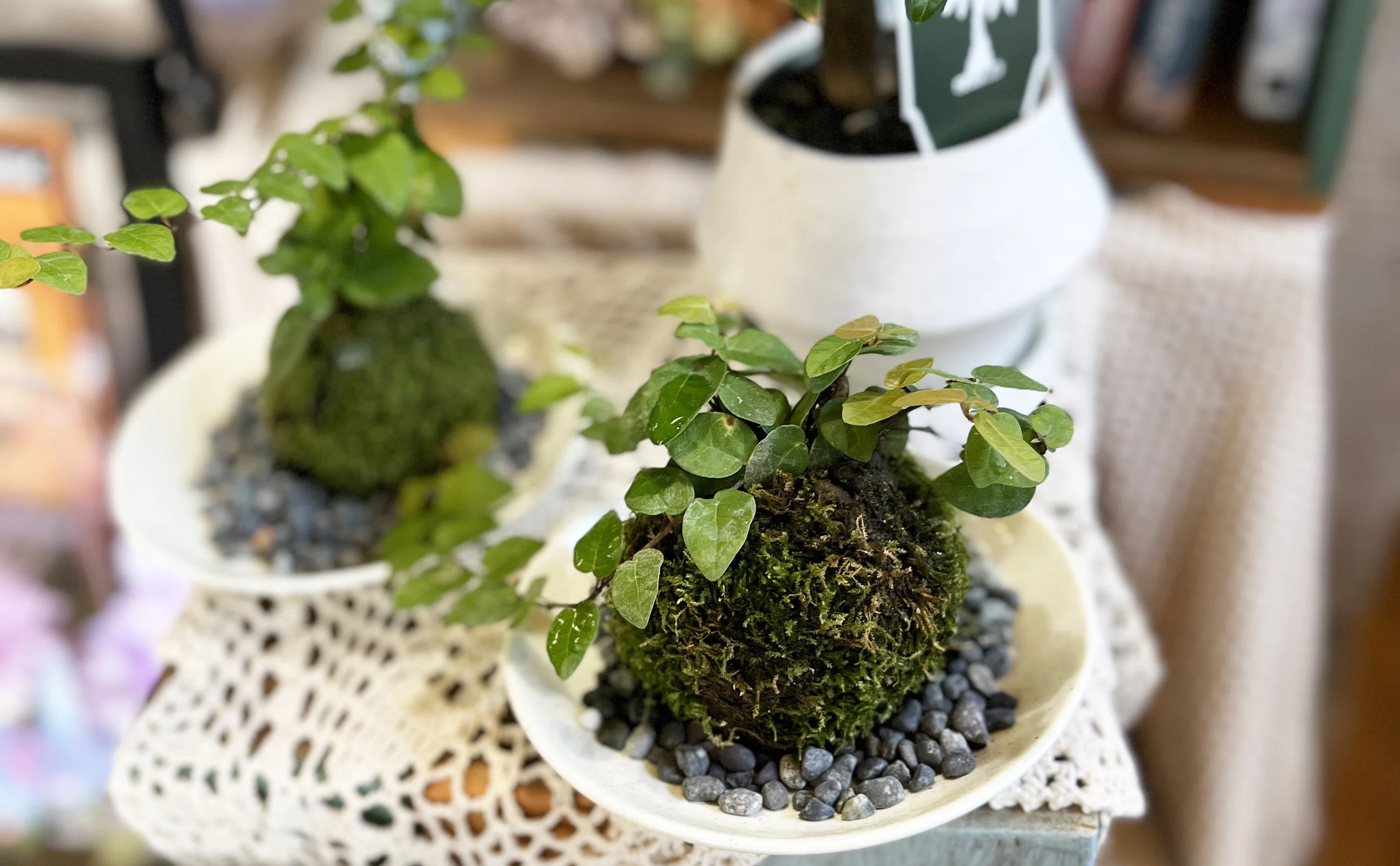 【丸型水鉢・向鉢・蹲】庭石オブジェ箱庭苔鉢苔玉バードバス向鉢造園ガーデニング 苔玉の特徴｜Strawberry Fields