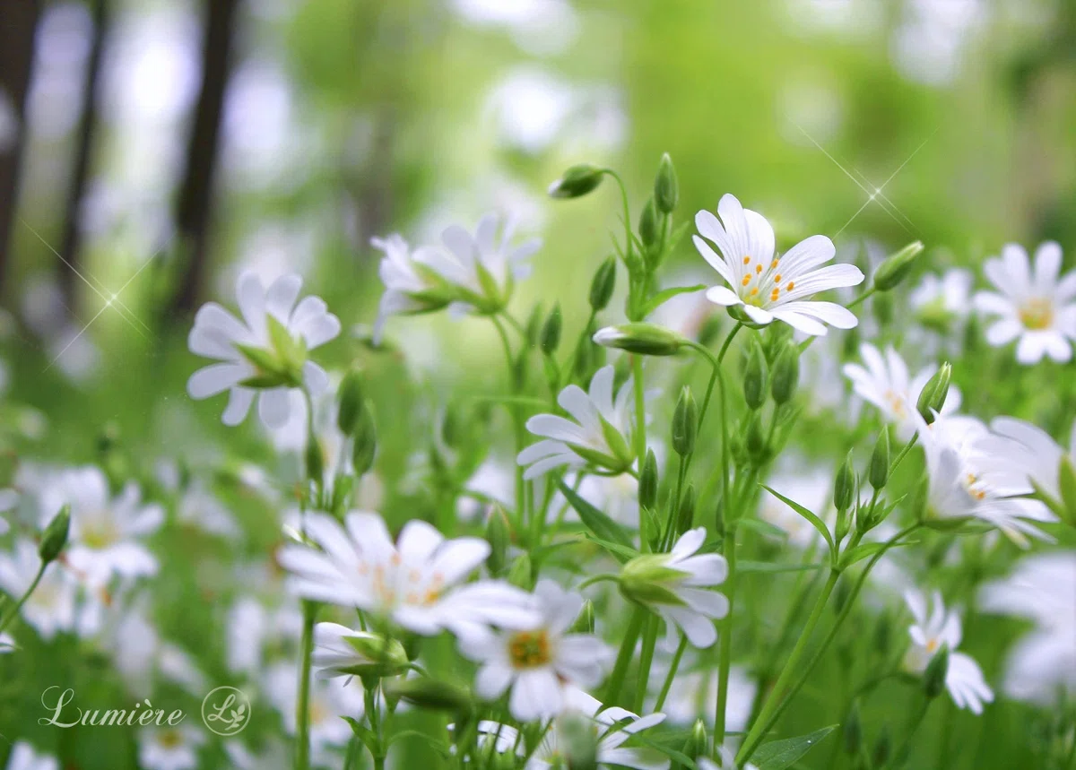 森の木々を背景に美しく咲いた、白い野の花の群れ。緑と白がくっきり爽やかな写真