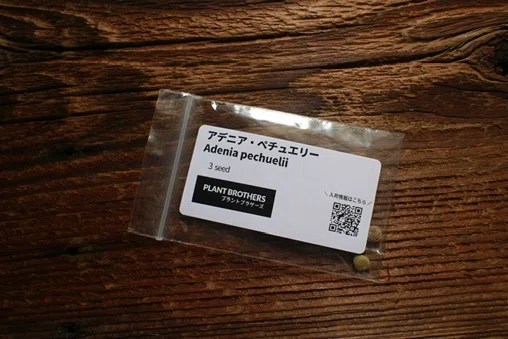アデニアペチュエリー播種記録その1｜高額種子を買った人間の葛藤