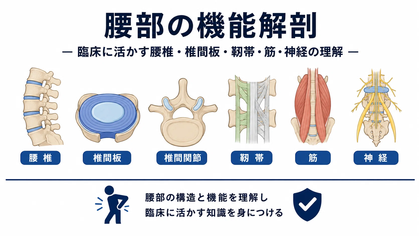臨床で役立つ腰部の機能解剖｜腰椎・椎間板・靱帯・筋・神経の基礎と