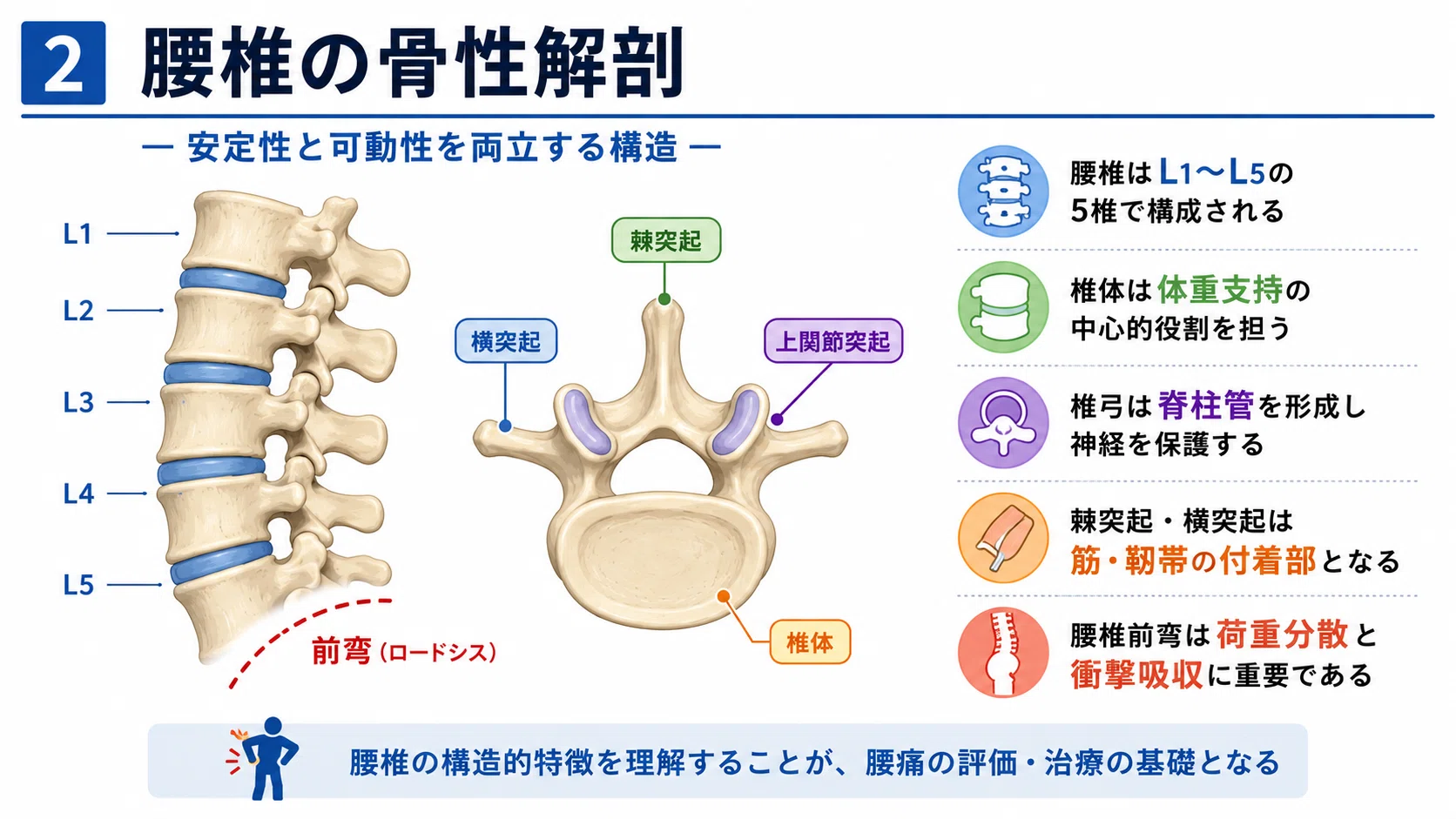 臨床で役立つ腰部の機能解剖｜腰椎・椎間板・靱帯・筋・神経の基礎と