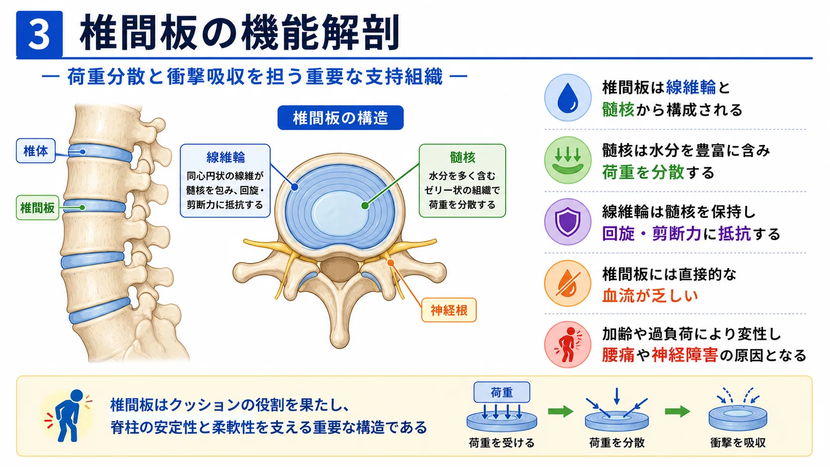 臨床で役立つ腰部の機能解剖｜腰椎・椎間板・靱帯・筋・神経の基礎と