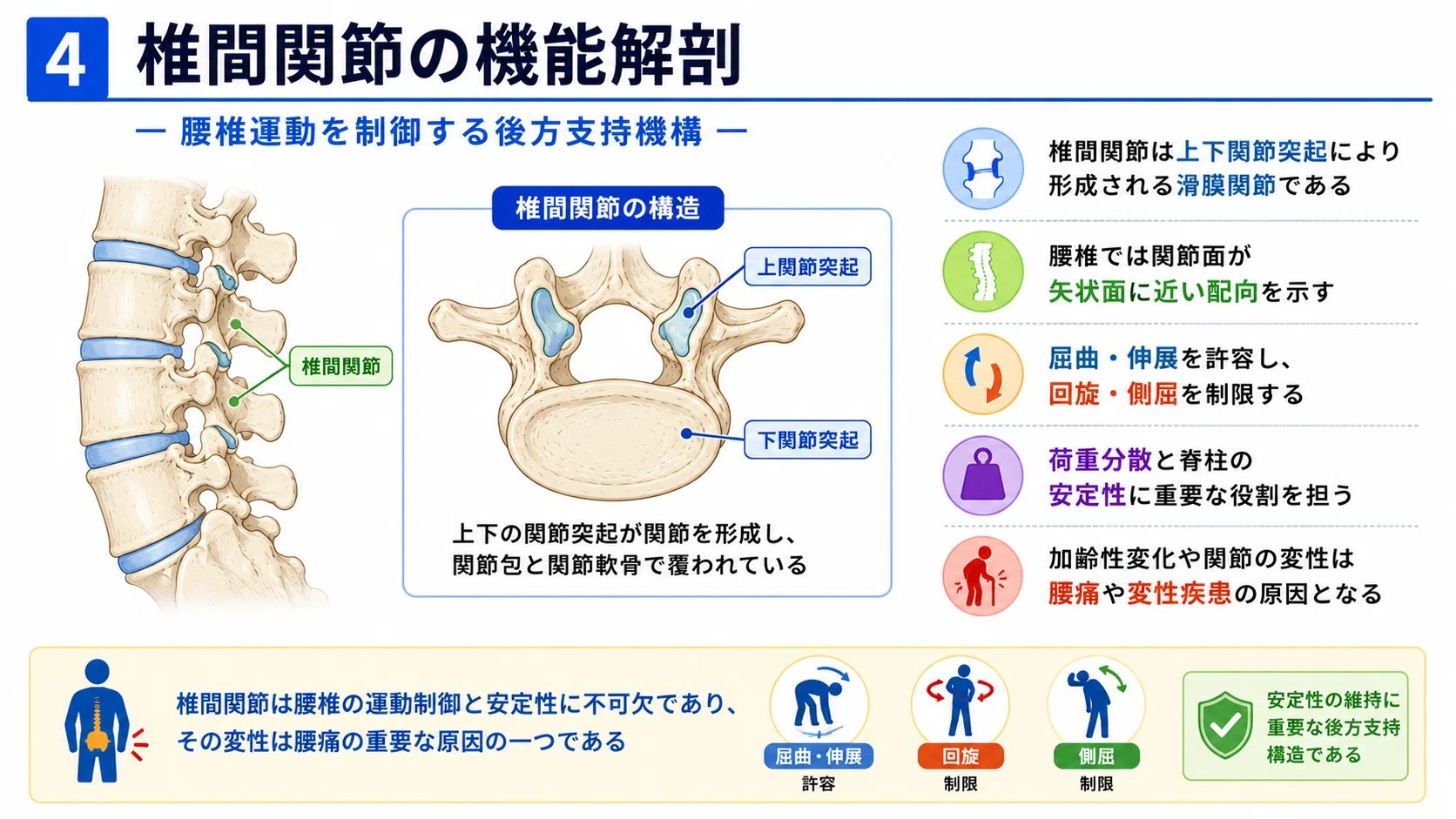 臨床で役立つ腰部の機能解剖｜腰椎・椎間板・靱帯・筋・神経の基礎と