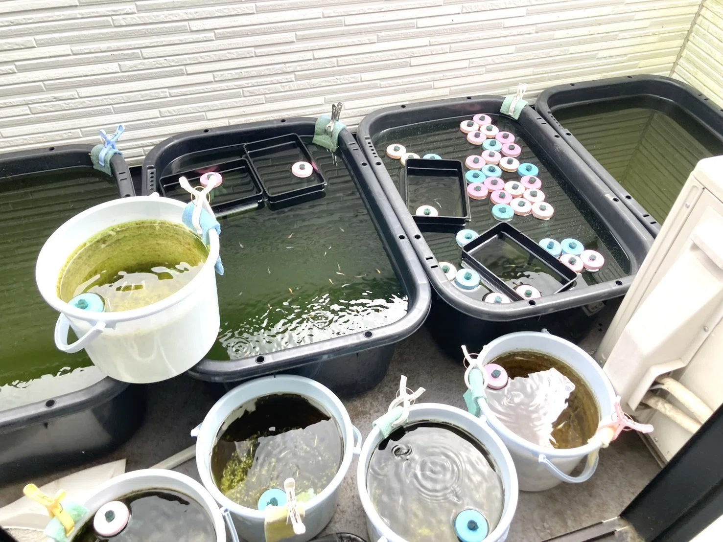 わけぷか」がすごい。メダカの“容器増えすぎ問題”を解決する神グッズ