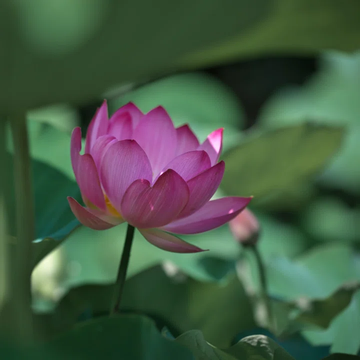 蓮華 蓮華の水滴｜燿 (hikari)
