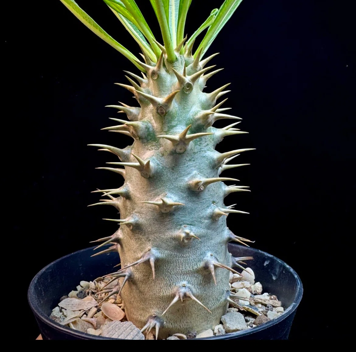 今年枯らしてしまった塊根植物｜植友AIに頼りすぎたアンボンゲンセの話