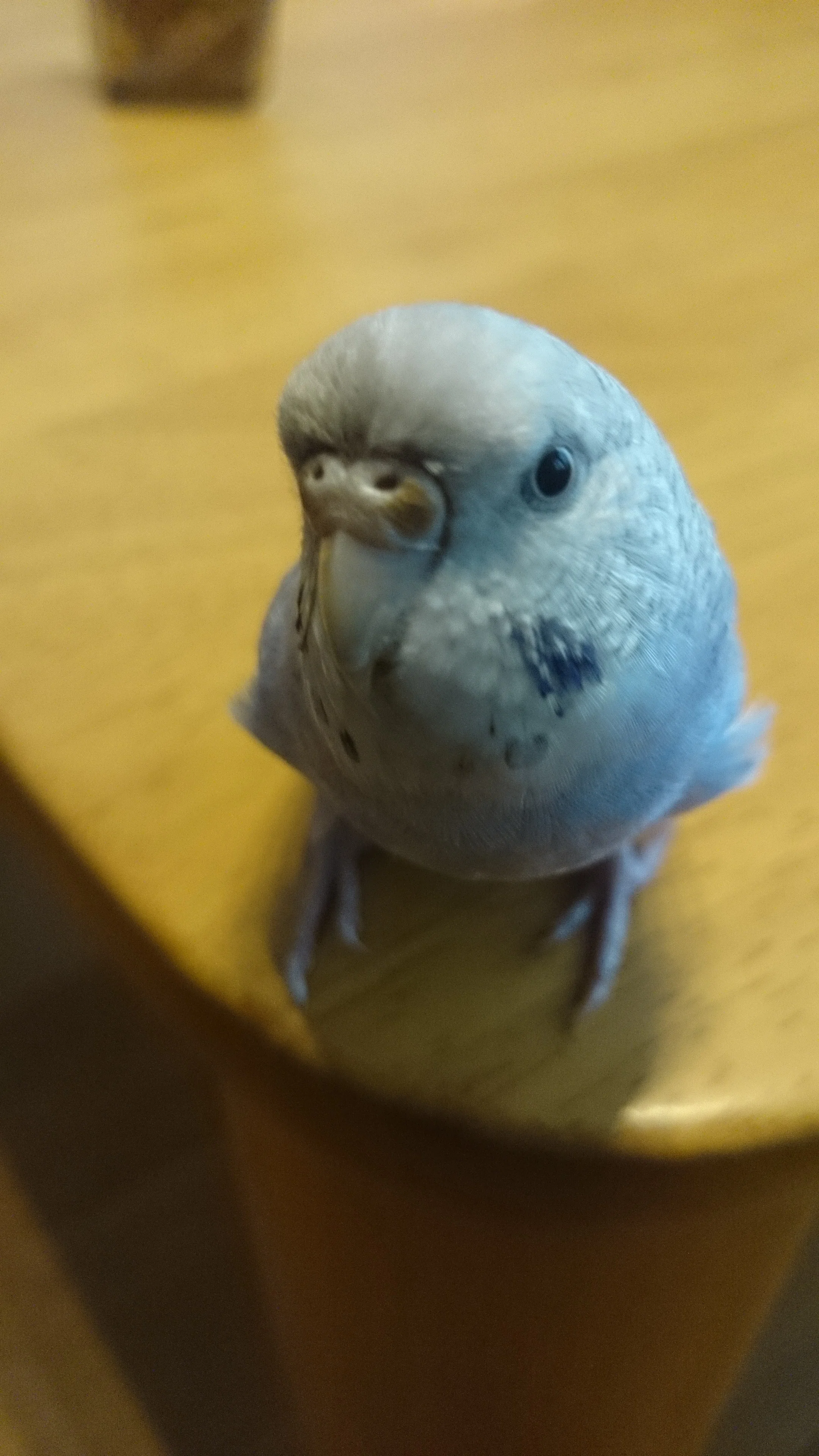 うちのインコたちは今日もおしゃべり』を読んだよ😊｜まいぱんだ