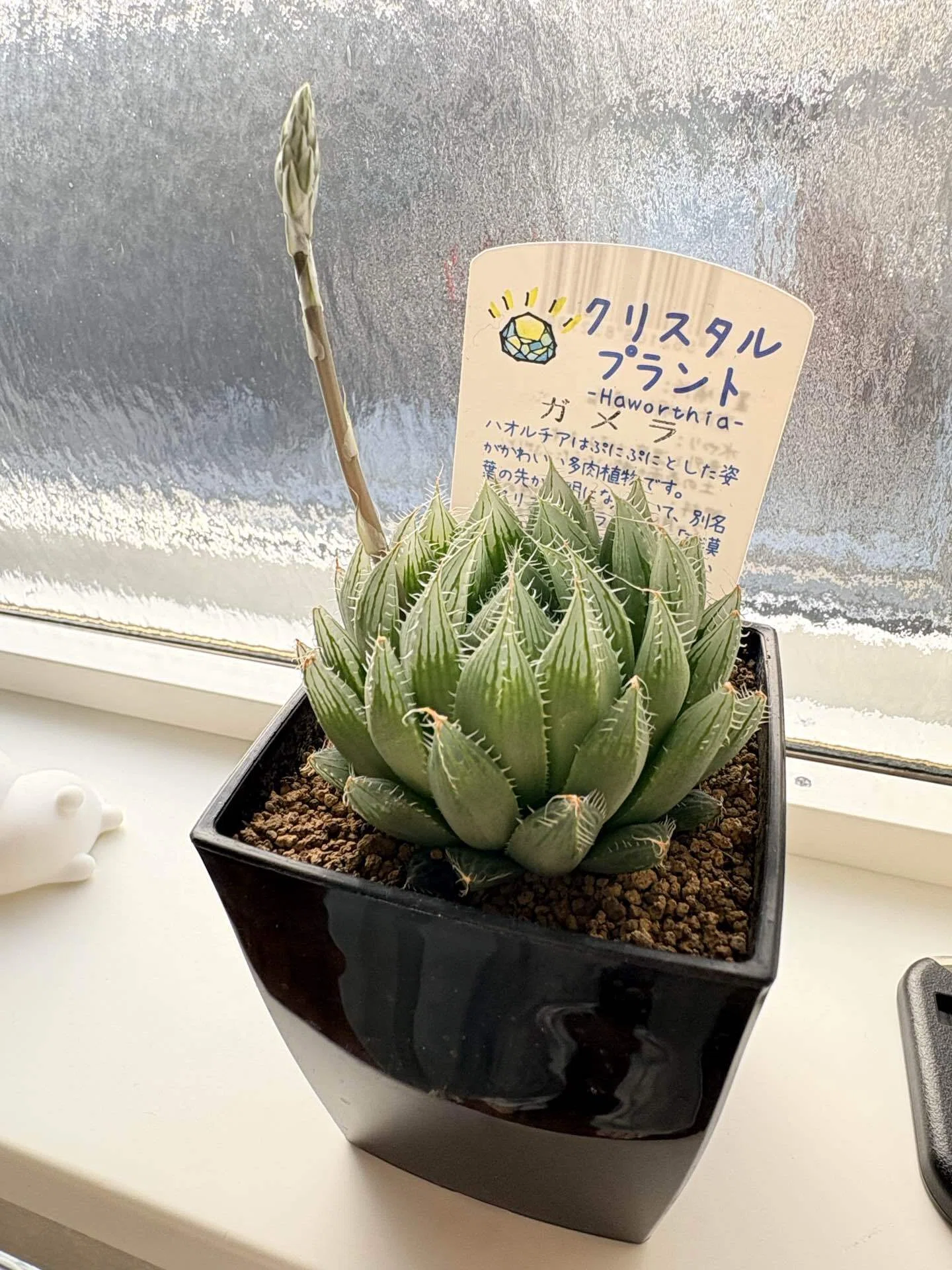 育てよう！多肉植物｜フワフワマイコニド