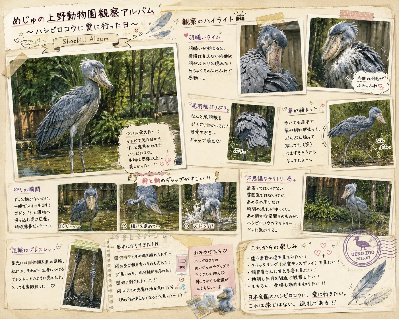 めじゅ語辞典 vol.34.5 【ハシビロコウ（Shoebill）】｜だんだん