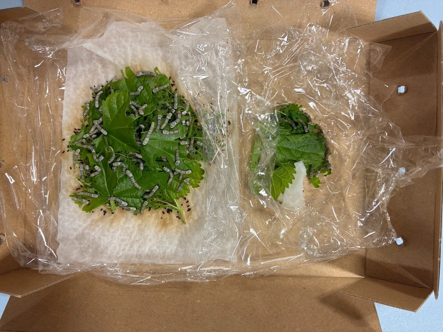 お蚕Labさんから蚕を迎えました｜中央市豊富郷土資料館