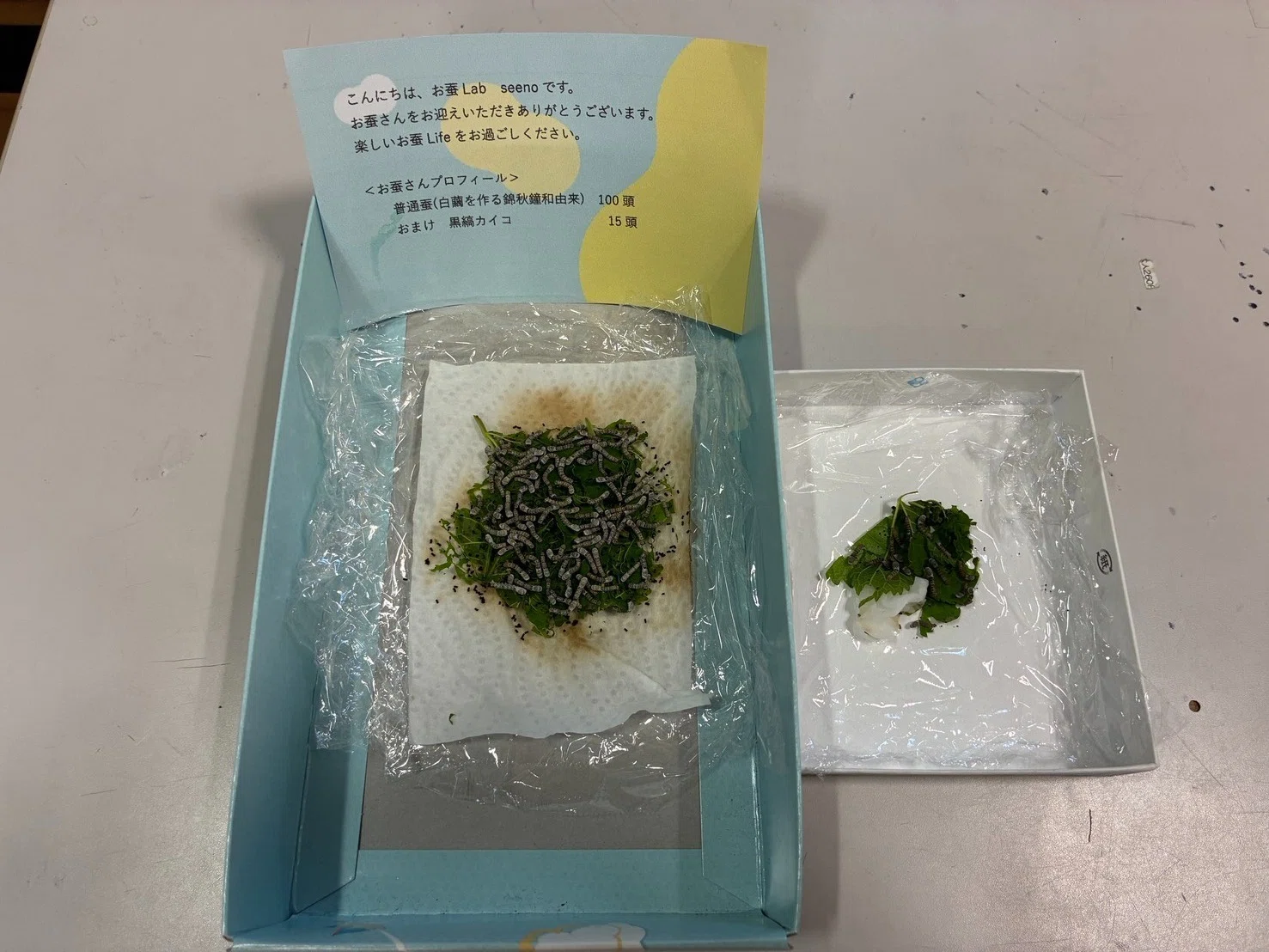 お蚕Labさんから蚕を迎えました｜中央市豊富郷土資料館