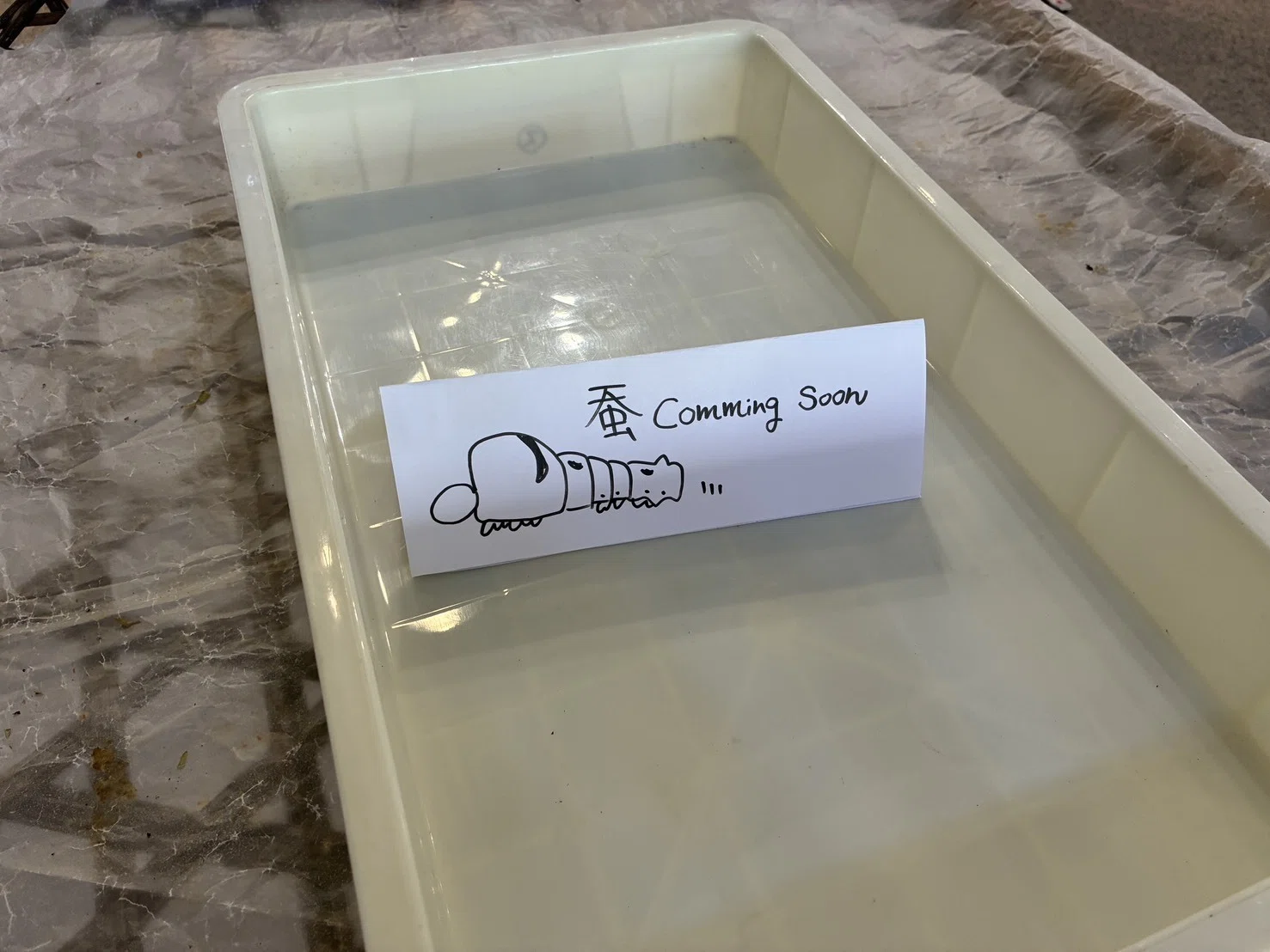 お蚕籠　骨董品 お蚕Labさんから蚕を迎えました｜中央市豊富郷土資料館