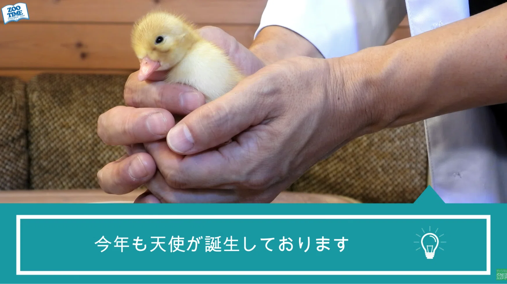 徹底比較】1万円以下vs10万円！プロが教える「孵卵器」の選び方と失敗