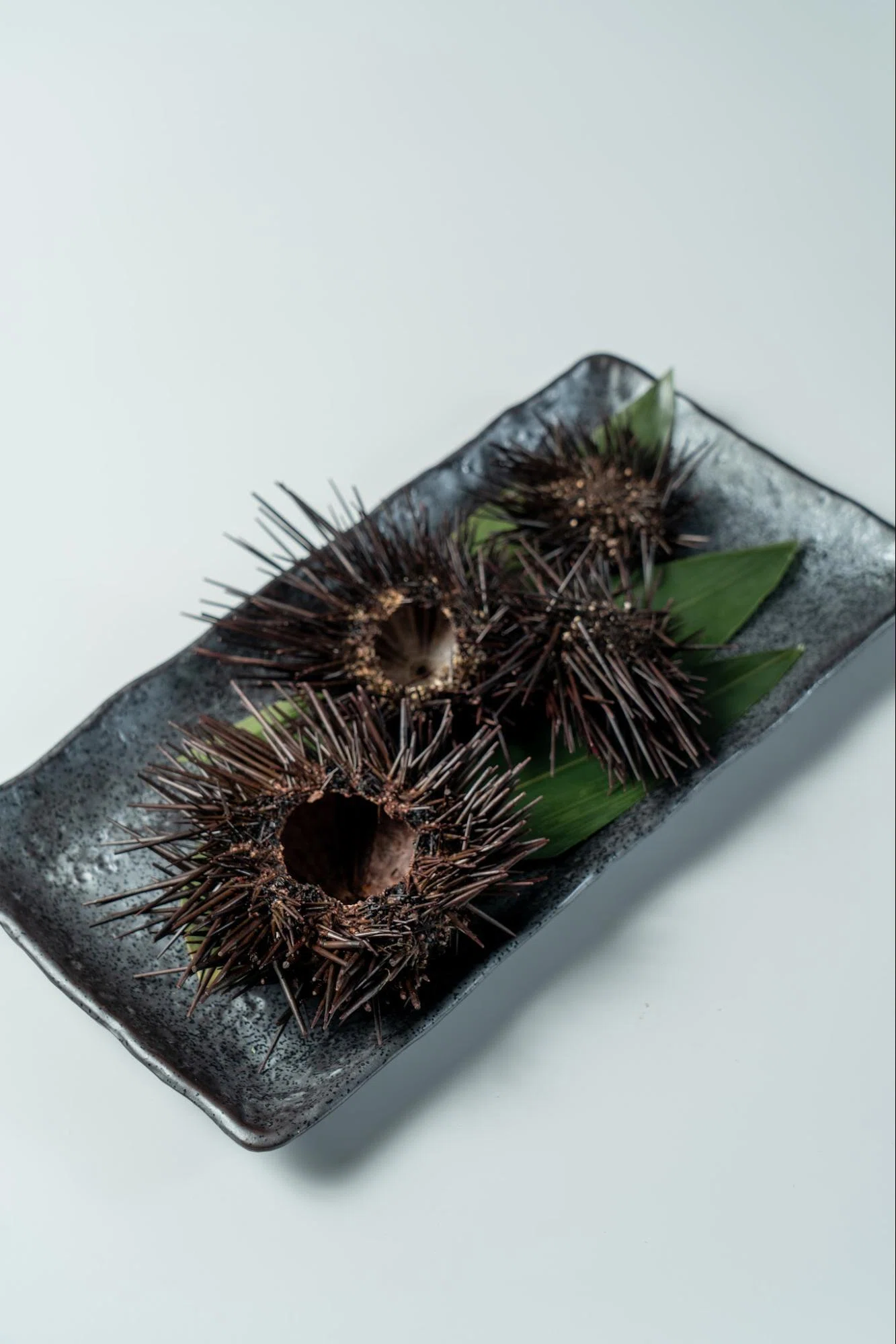 食べられない「漆黒の要塞」が、なぜプロを虜にするのか？ウニの殻に