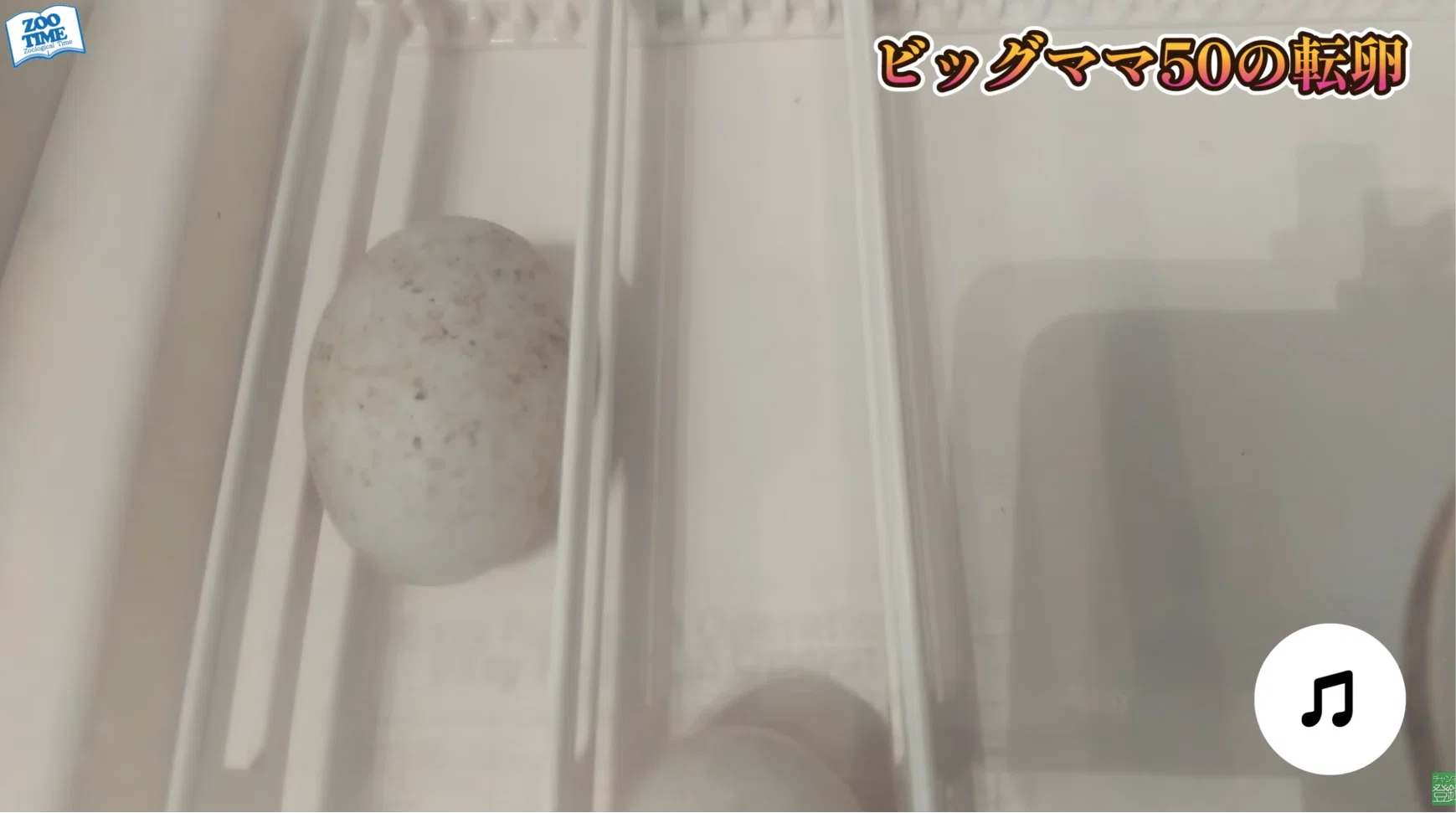 徹底比較】1万円以下vs10万円！プロが教える「孵卵器」の選び方と失敗