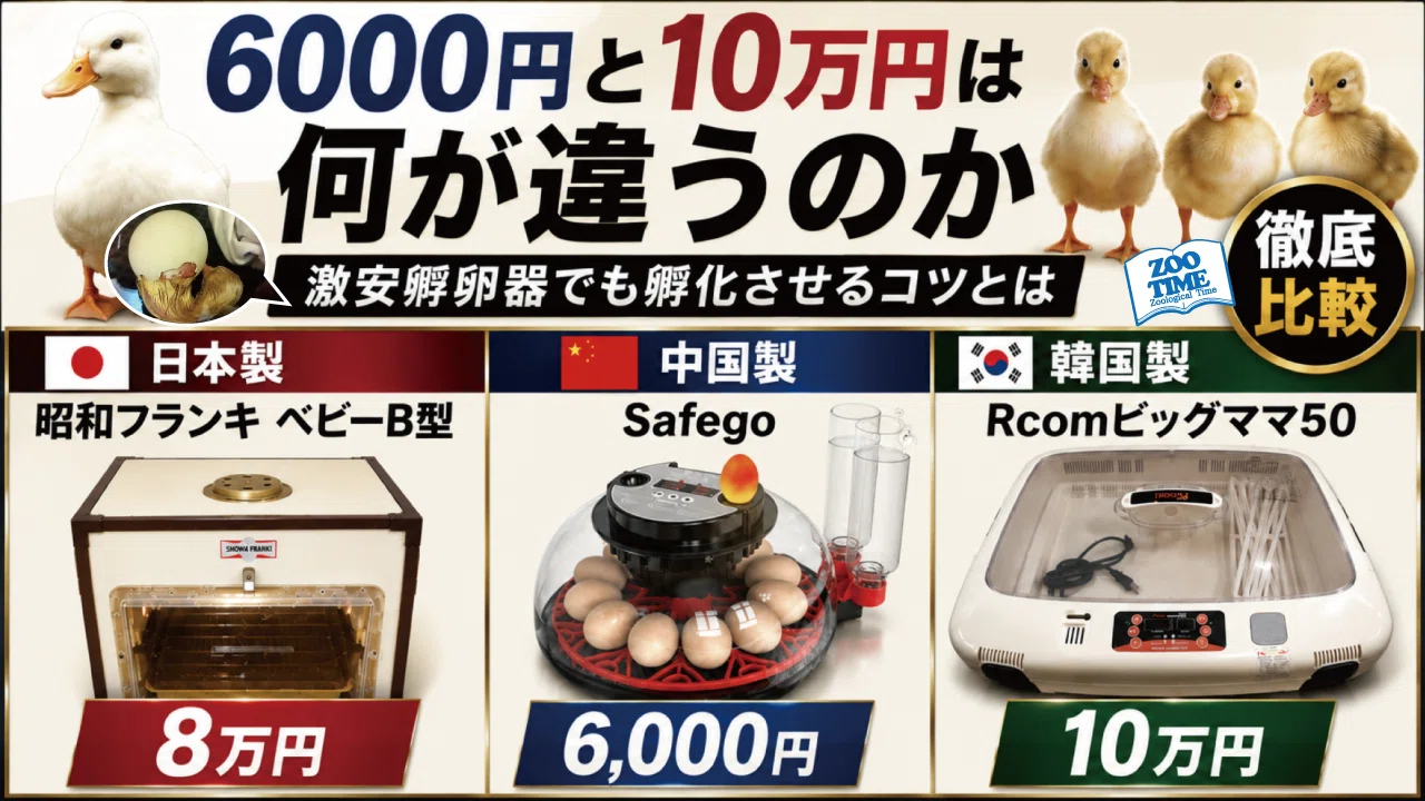 【アマゾン１位人気商品・新品・未開封】26個用 卵ふ化器 徹底比較】1万円以下vs10万円！プロが教える「孵卵器」の選び方と失敗