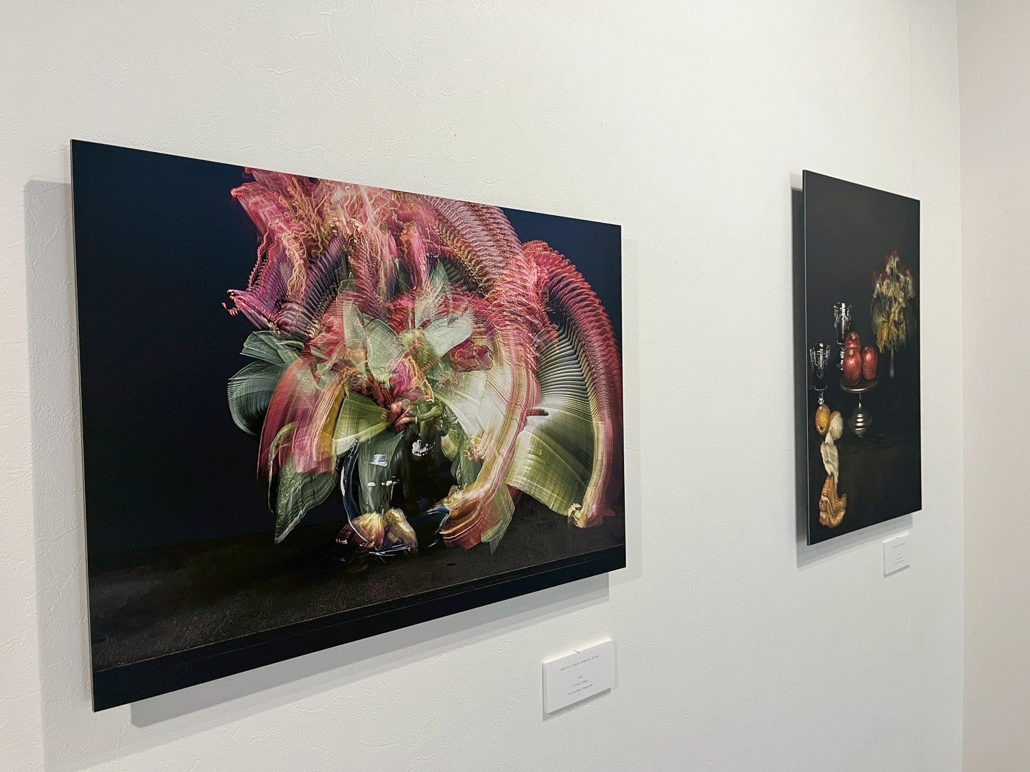 akemorihirokazu 個展『Still Life』評：奪還される時間、あるいは植物