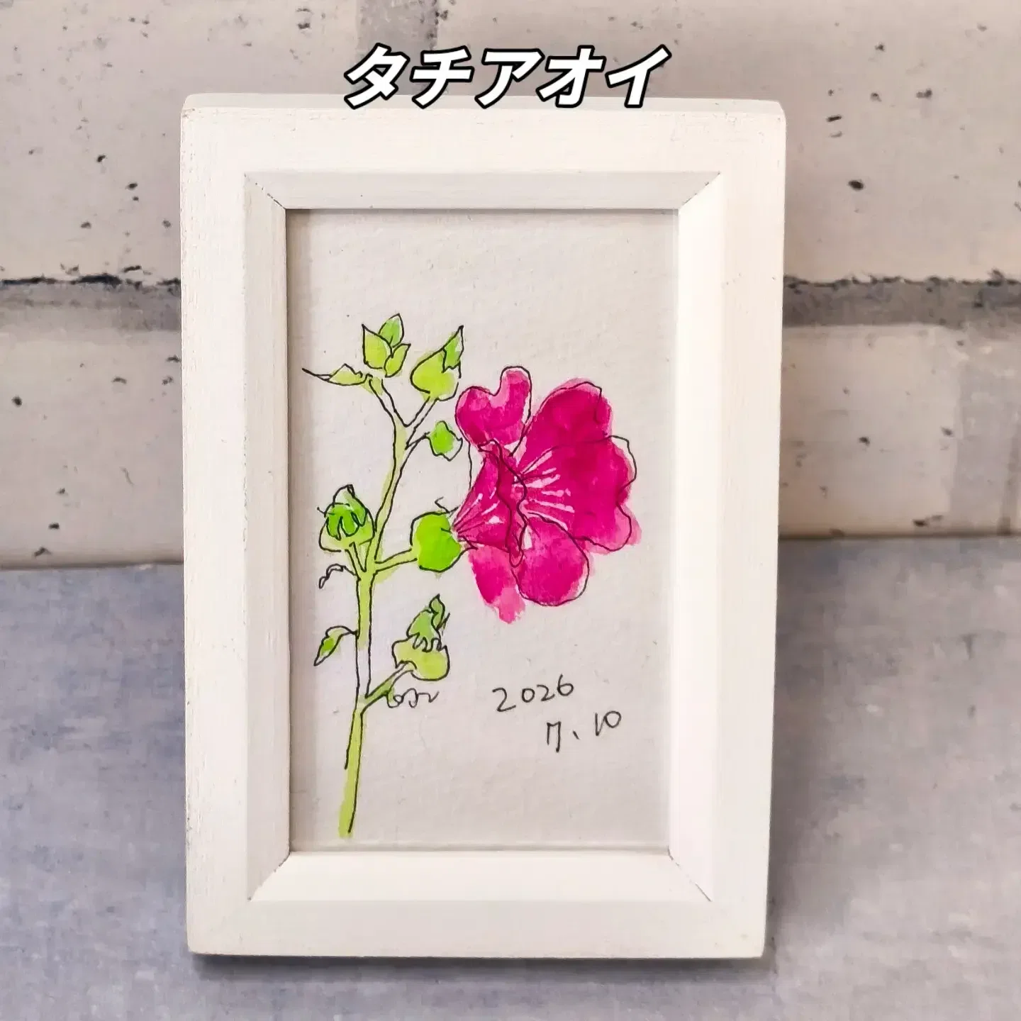描きながら歩く7月10日アサガオ タチアオイ タチアオイ |透明水彩