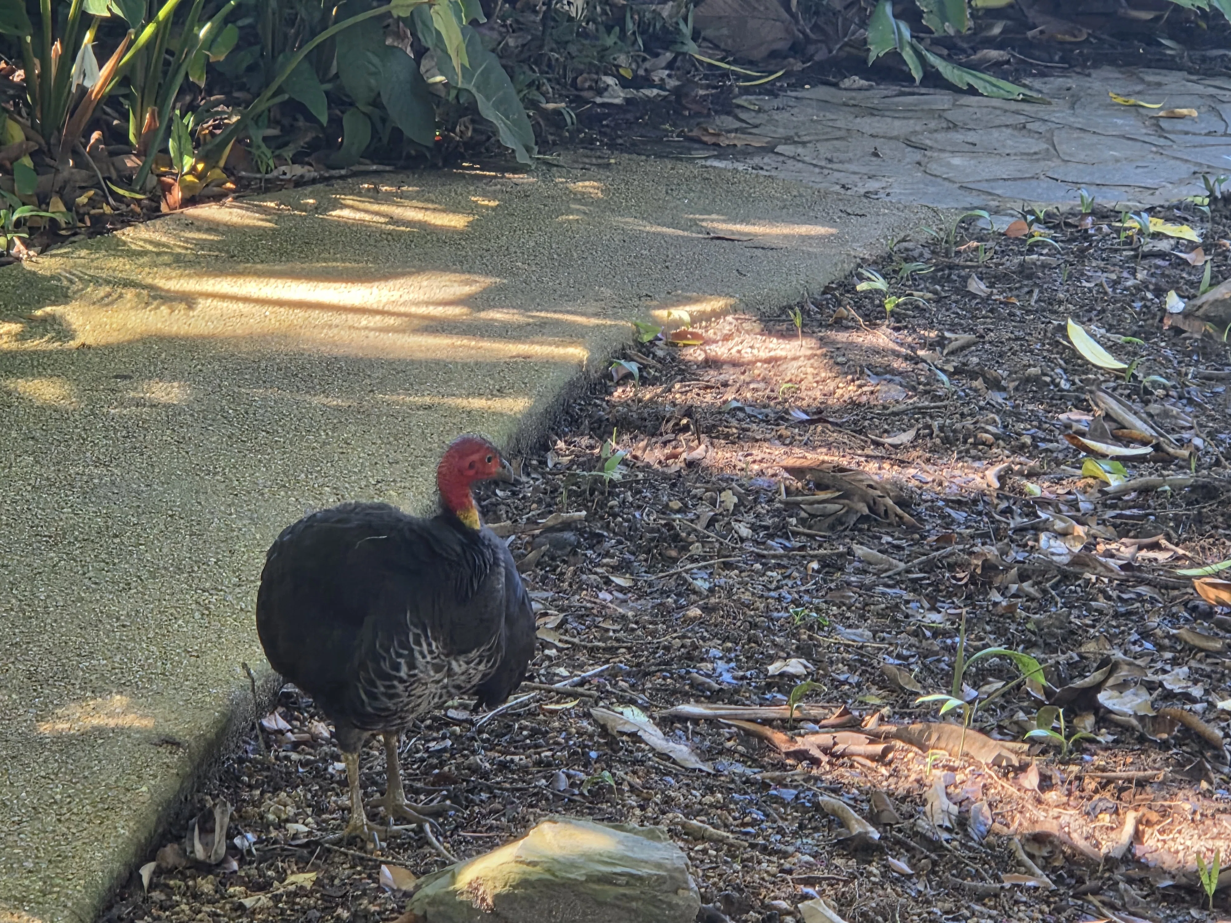 Cairns Travelogue | Cairns Day 1: What to do? What did I do? What ...