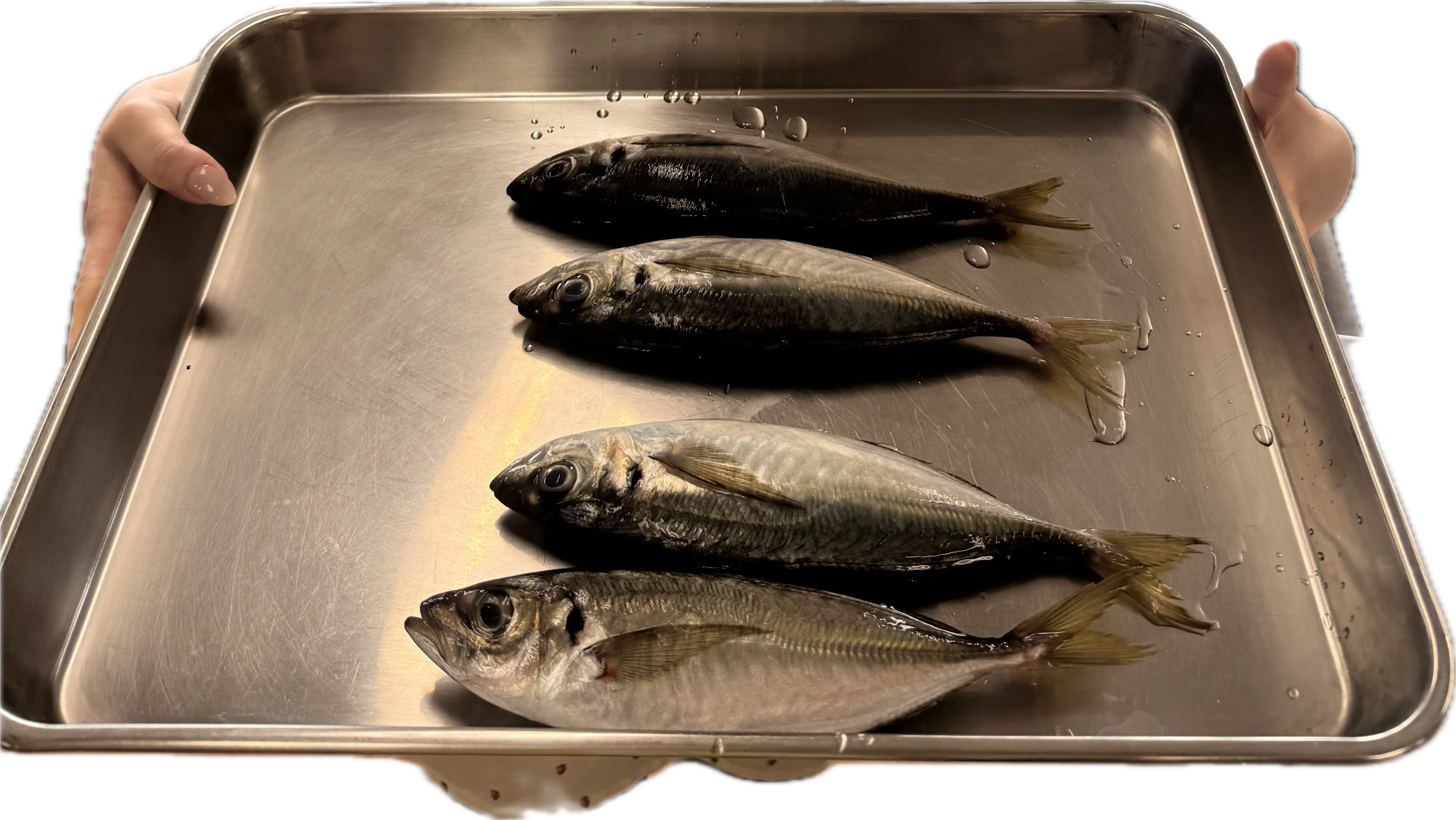7/4 First Fish Club Activity Report🐟｜ういちゼミ 非公式