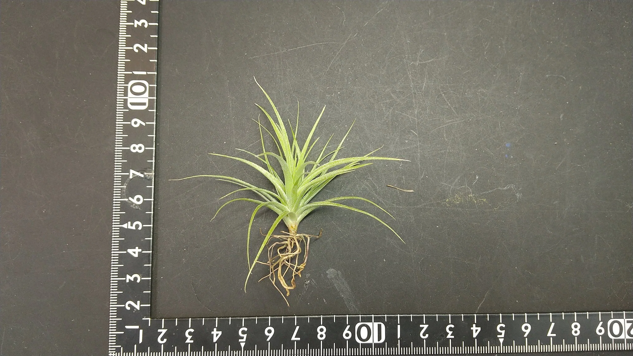 チランジア入荷リスト7/3｜NatureGarden🌿神田