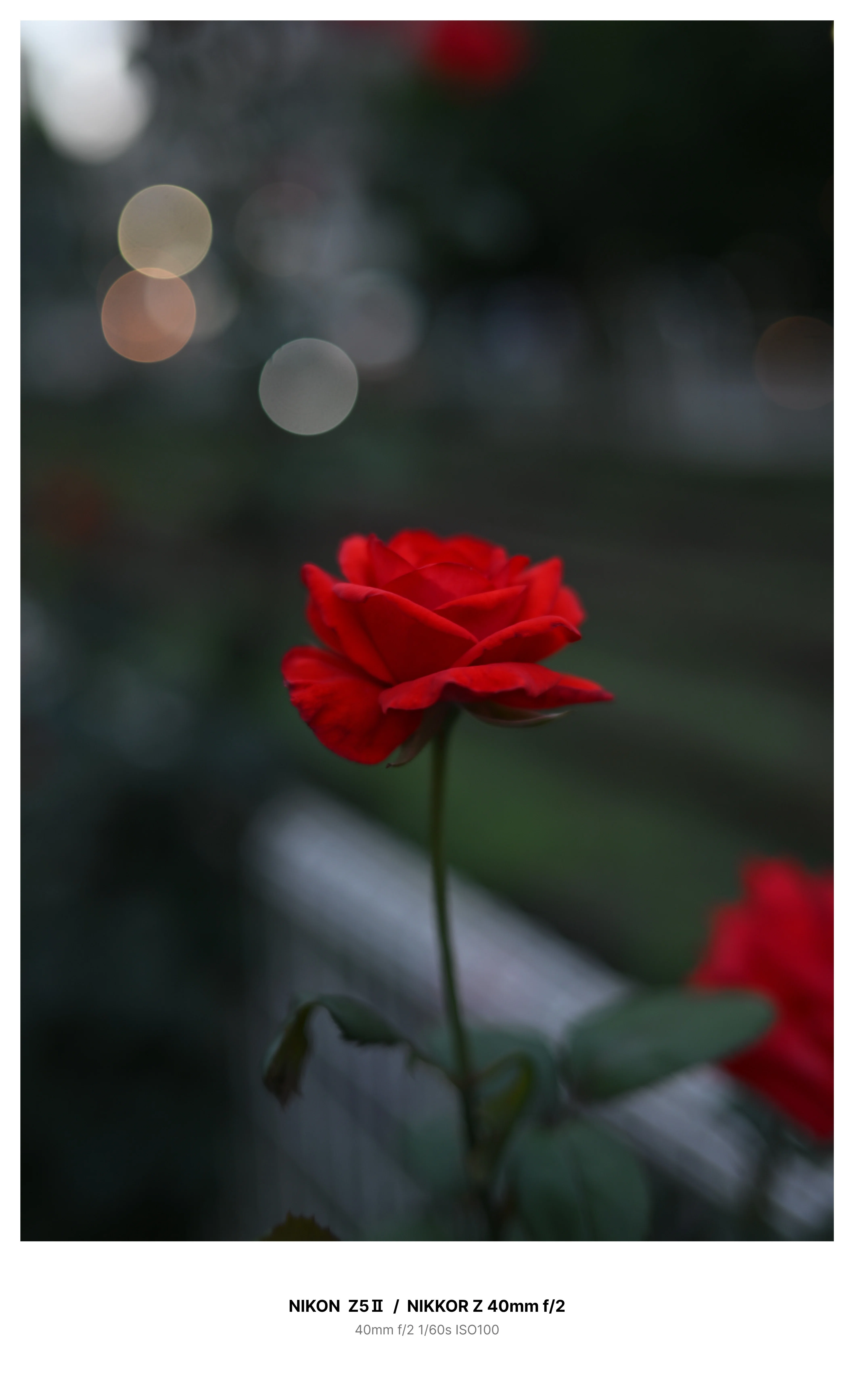 東京・大塚で夜の薔薇スナップ Z5Ⅱ｜kenken