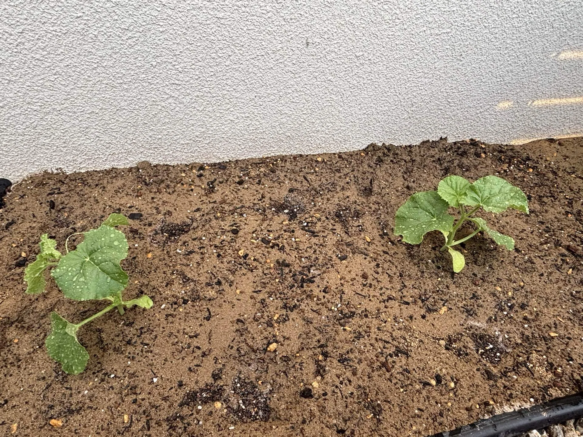 Melon relocation complete｜ミク
