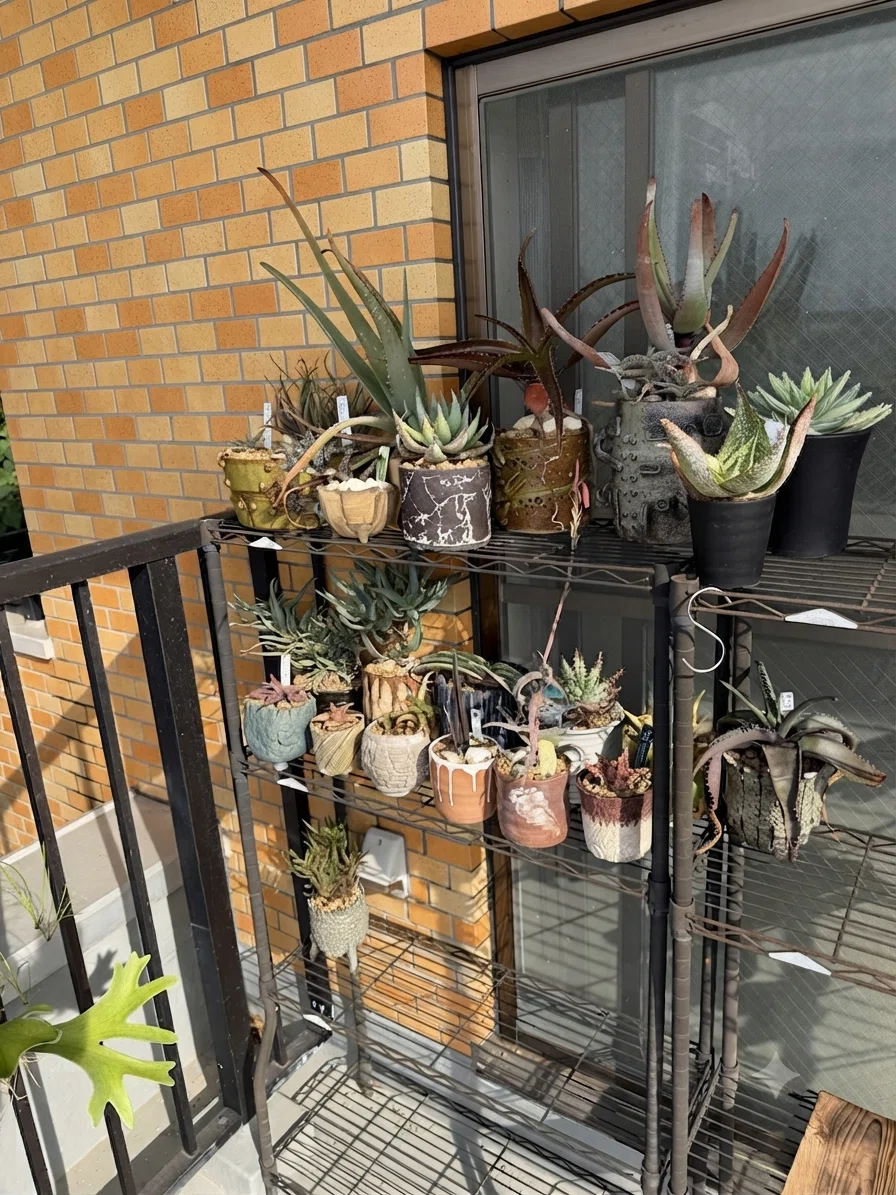 植物の沼のその先へ――私が「アロエ」に辿り着き、自作の鉢で愛でる理由 植物の沼のその先へ――私が「アロエ」に辿り着き、自作の鉢で愛でる理由