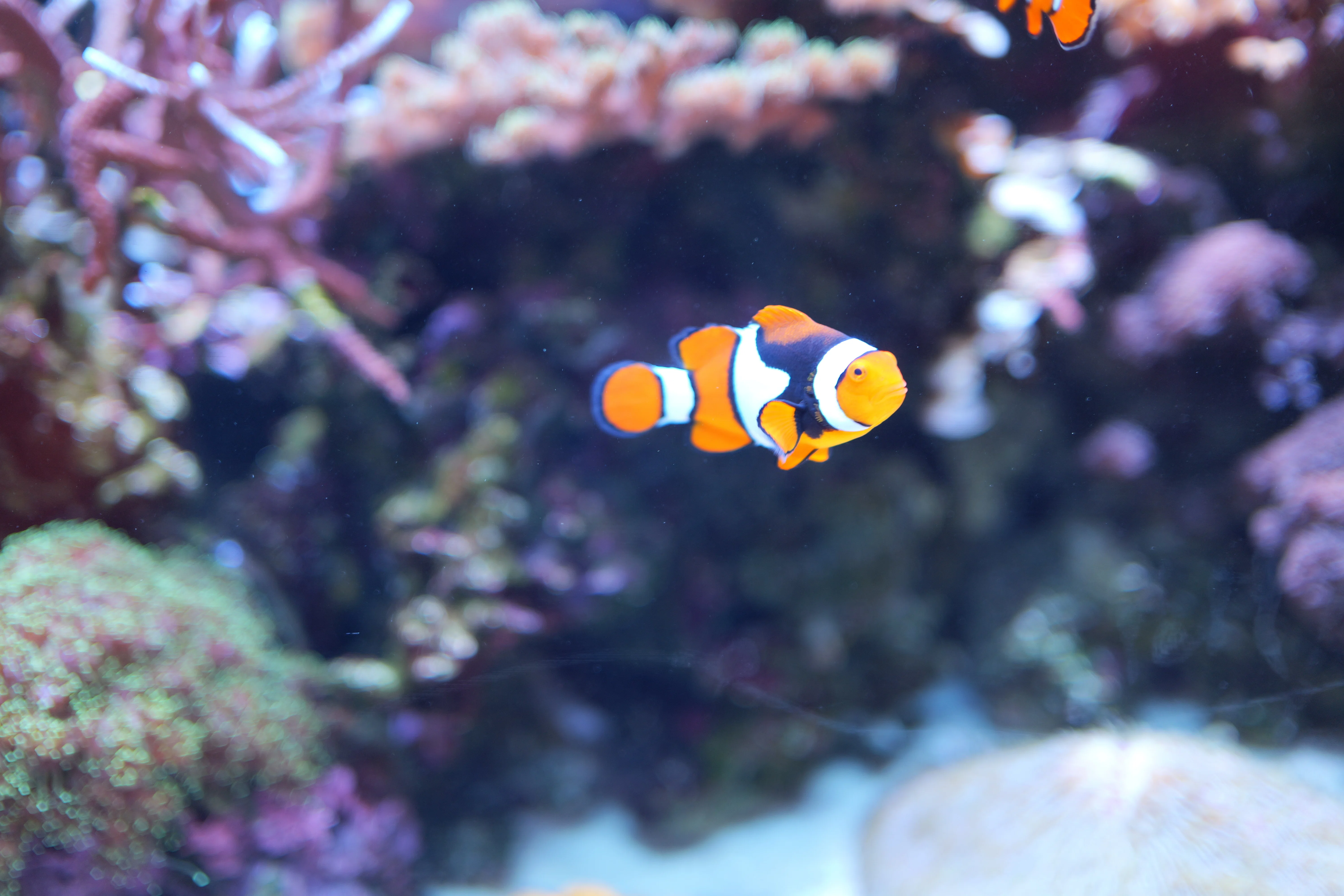 旅先で初めてS9のAF設定を調べた件〜新潟市水族館マリンピア日本海