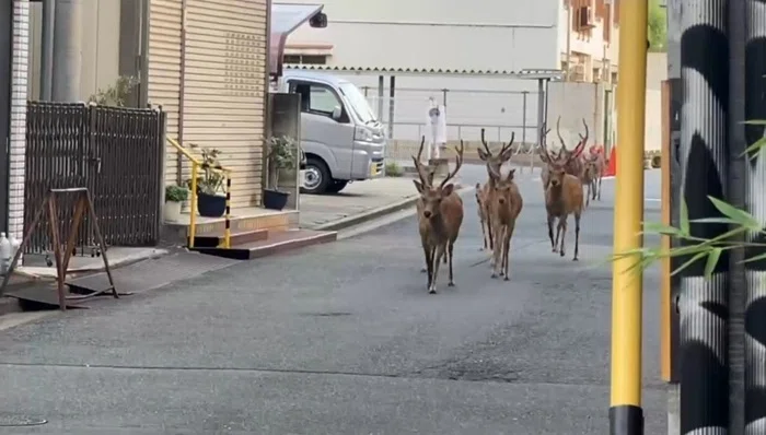 Nara Park: The Environment Surrounding Nara's Deer｜WDI ｜Tomoko Okada