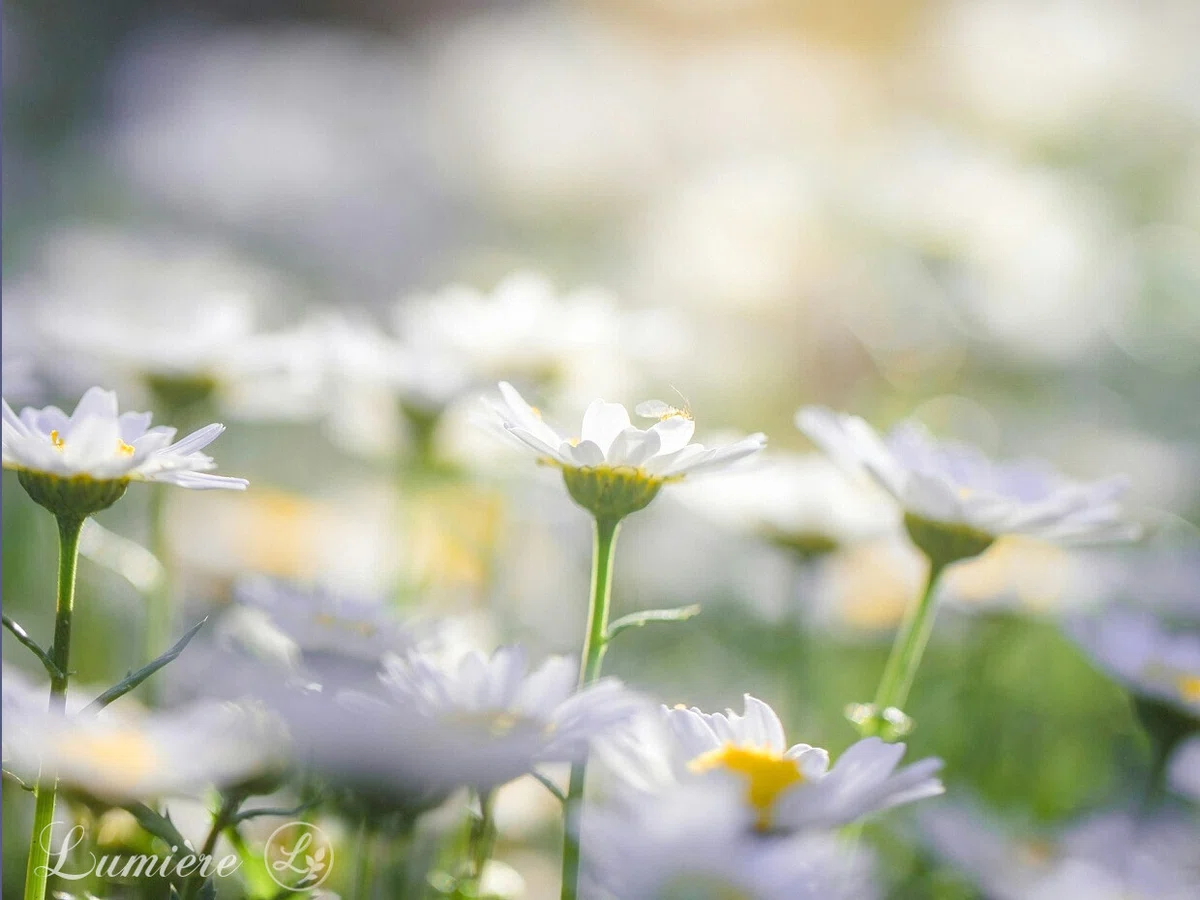 咲きそろった白いマリーゴールドの花が太陽の光を浴びて輝いている写真