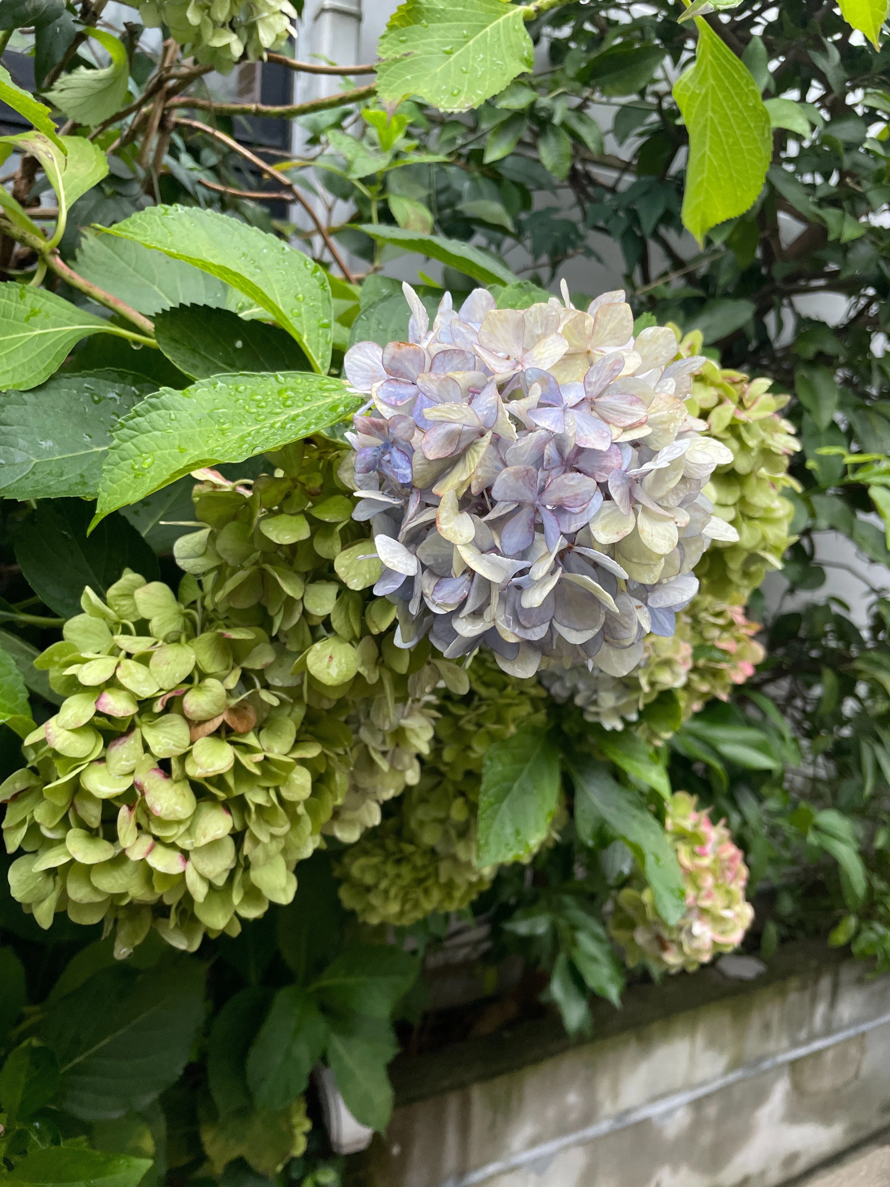 紫陽花をあつめる、その3（咲終わり篇）｜花と日々 yas