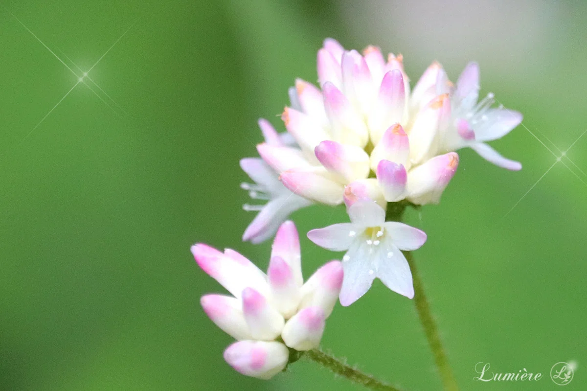 白地に花びらの先だけ淡いピンクのかわいい小さな花が、寄り添って咲いているのを、バストショットで撮影した写真