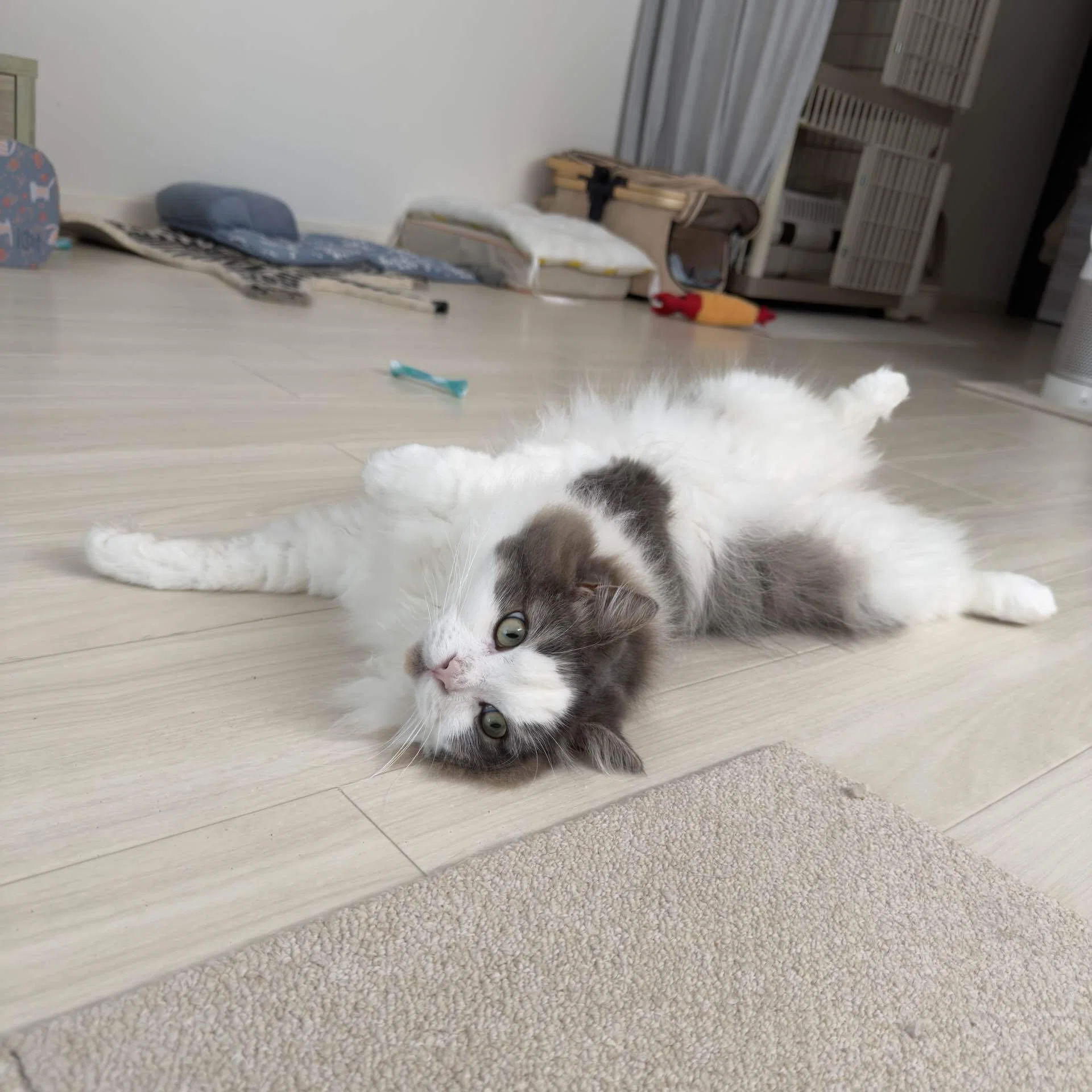 今日も今日とて｜みちゅねこ