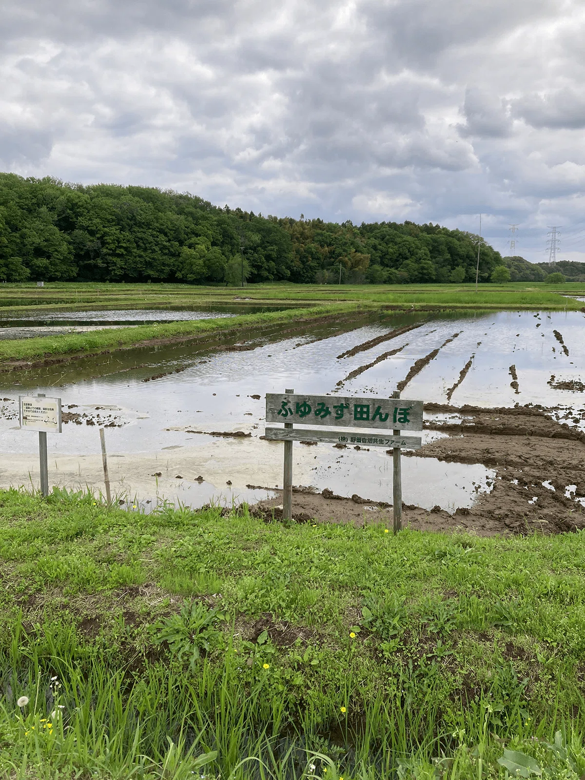 放鳥したコウノトリの餌のために、冬でも水を抜かない水田コウノトリの餌のために、冬でも水を抜かない水田