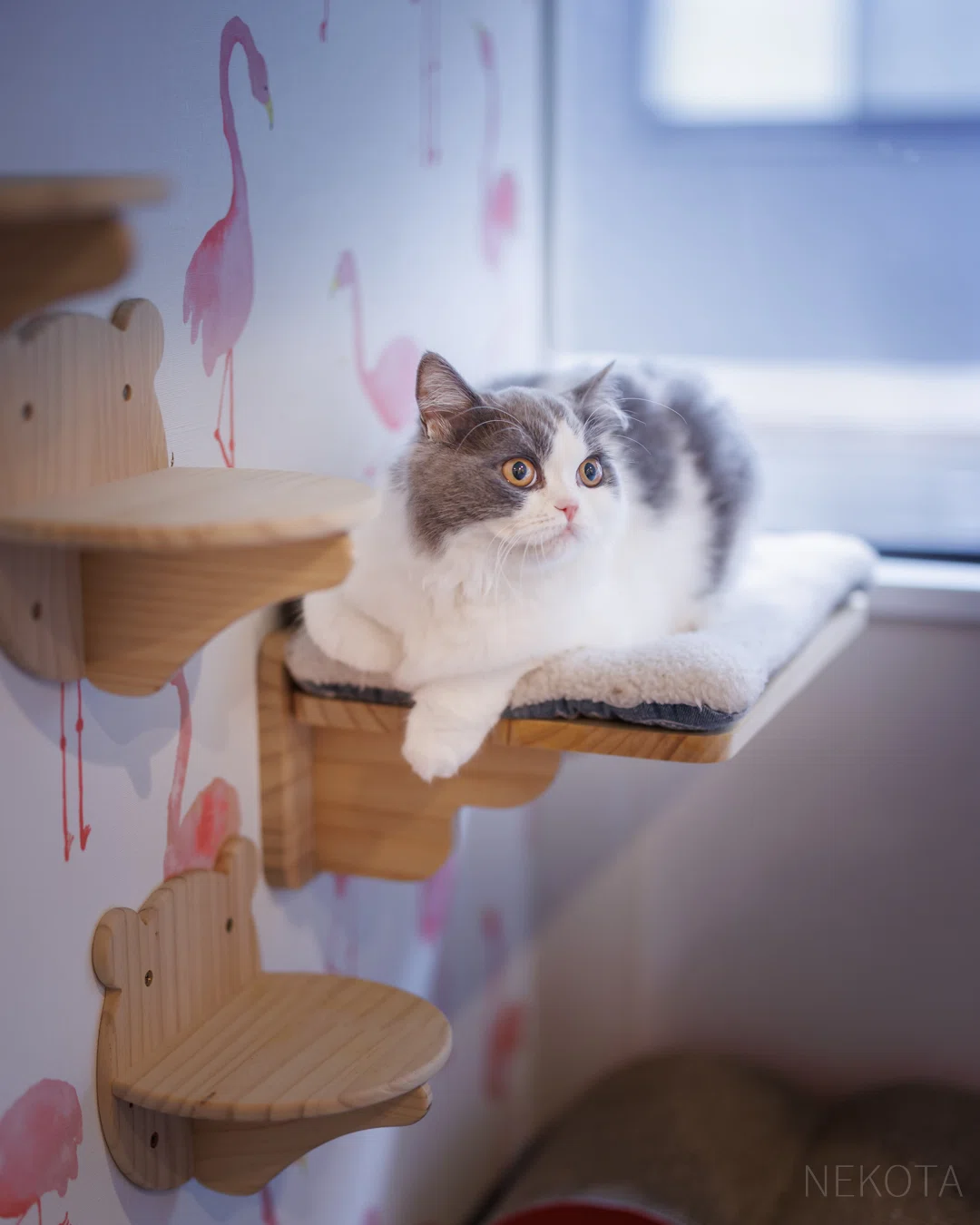 ここなら、いつものボクでいられる】｜猫写真家 猫田晃広（Akihiro