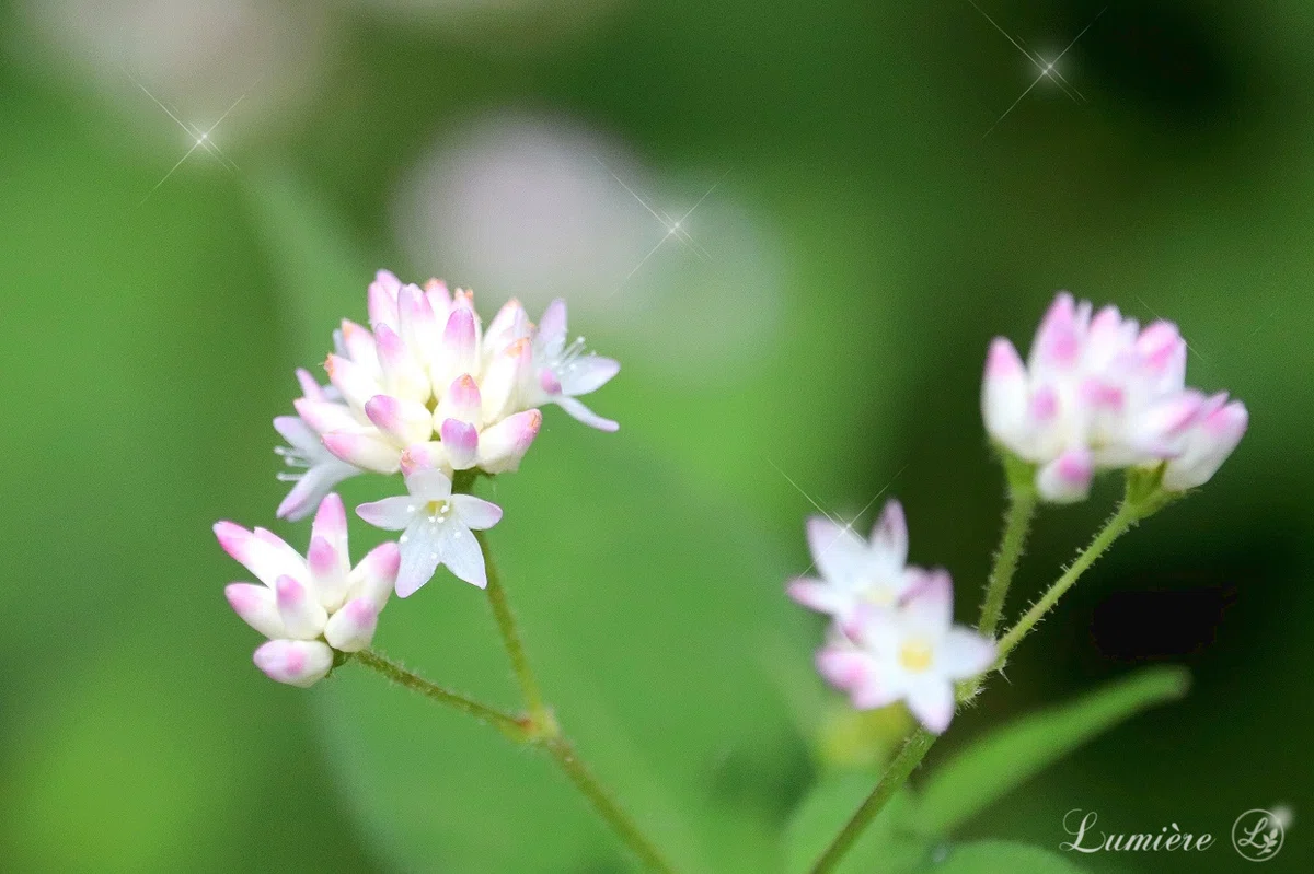 自然の緑を背景に、白地に花びらの先だけ淡いピンクのかわいい小さな花が、ほっそりした茎の上に寄り添って咲いているのを、もっと引いてロングショットで撮影した写真
