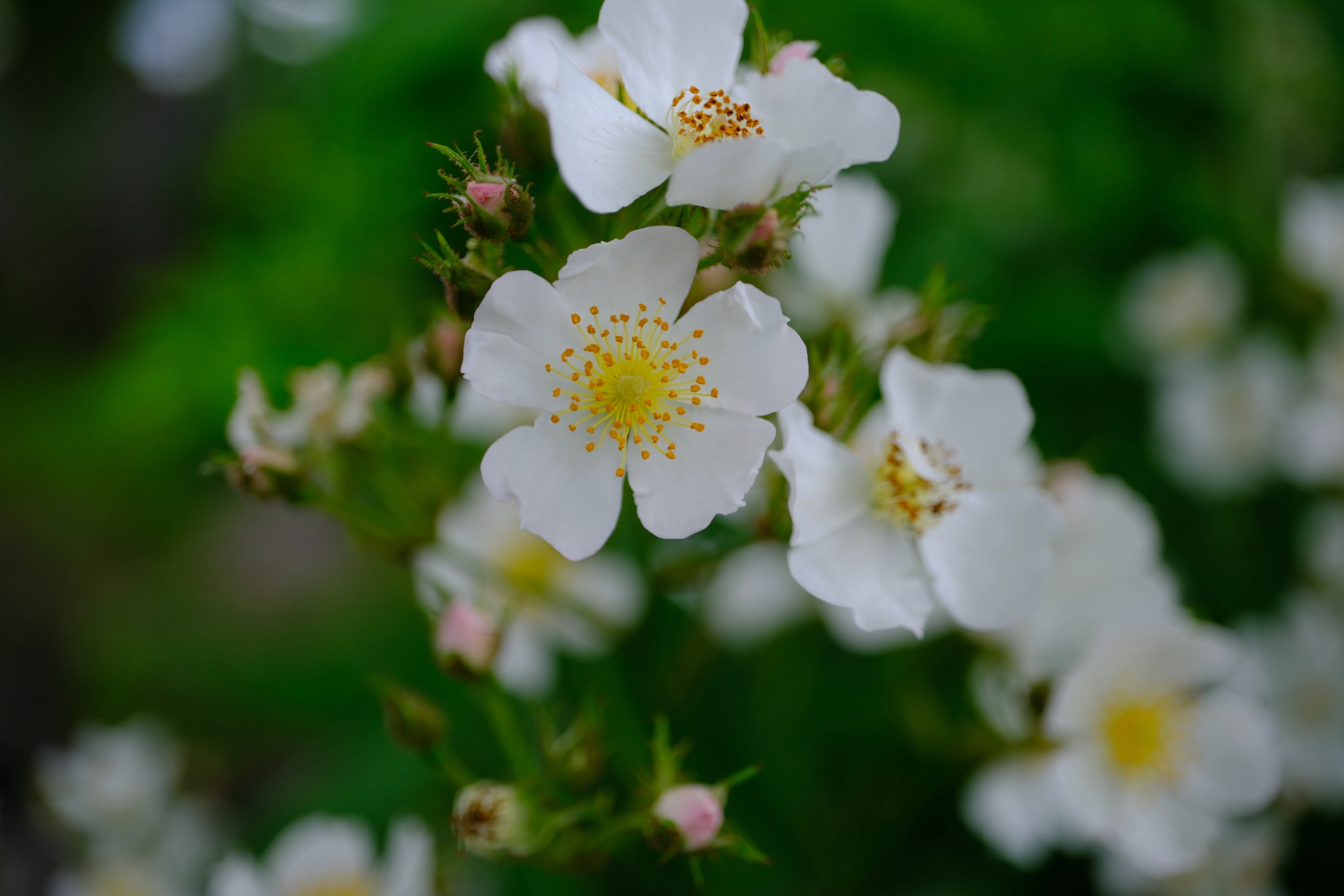 📷X-T30III × 🌹Nakanoshima Rose Garden | 🇯🇵Japanese Rose (Rosa