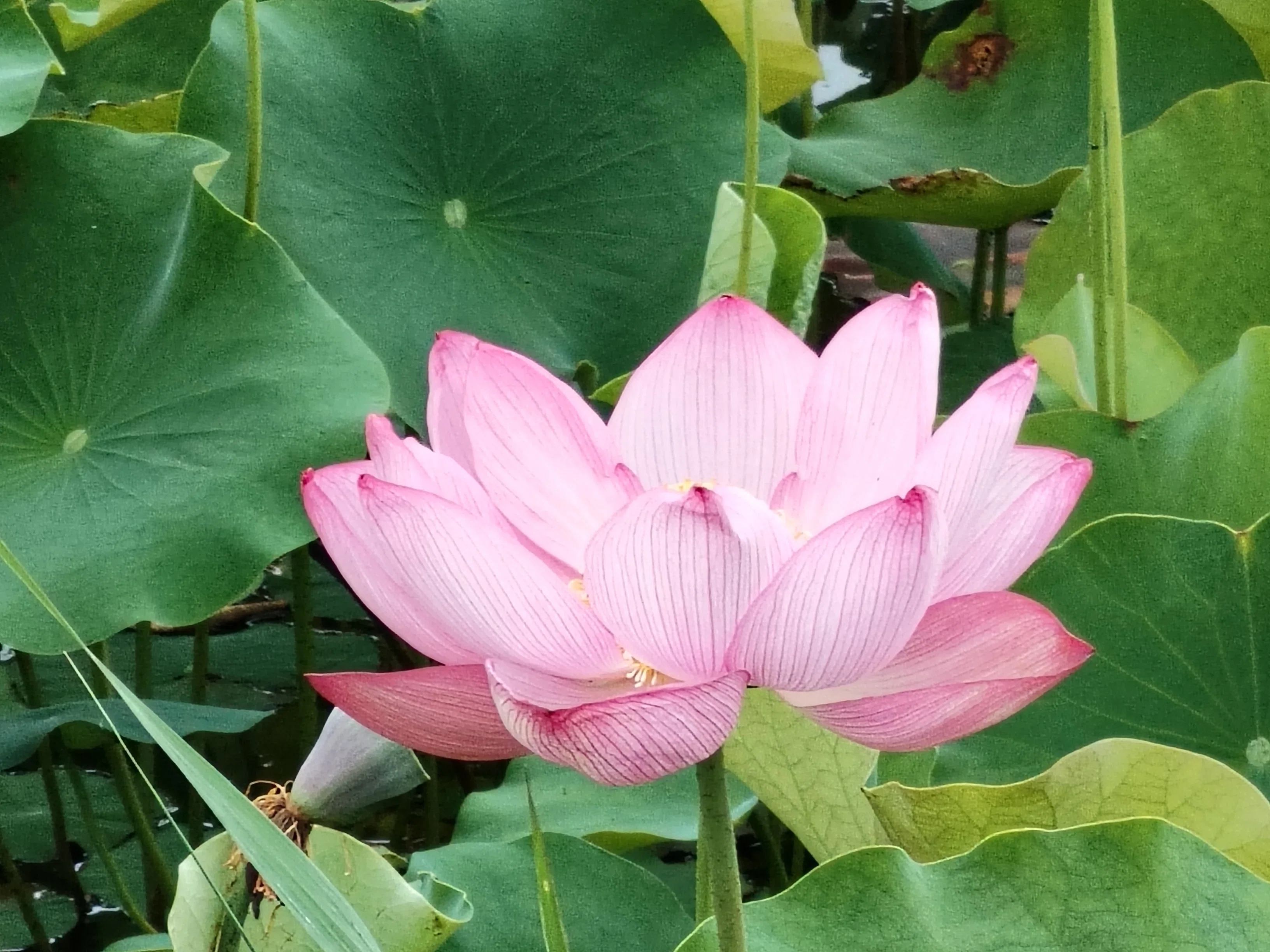 朝日に向かって広がる蓮の葉。その生命力に感動した朝｜としさん