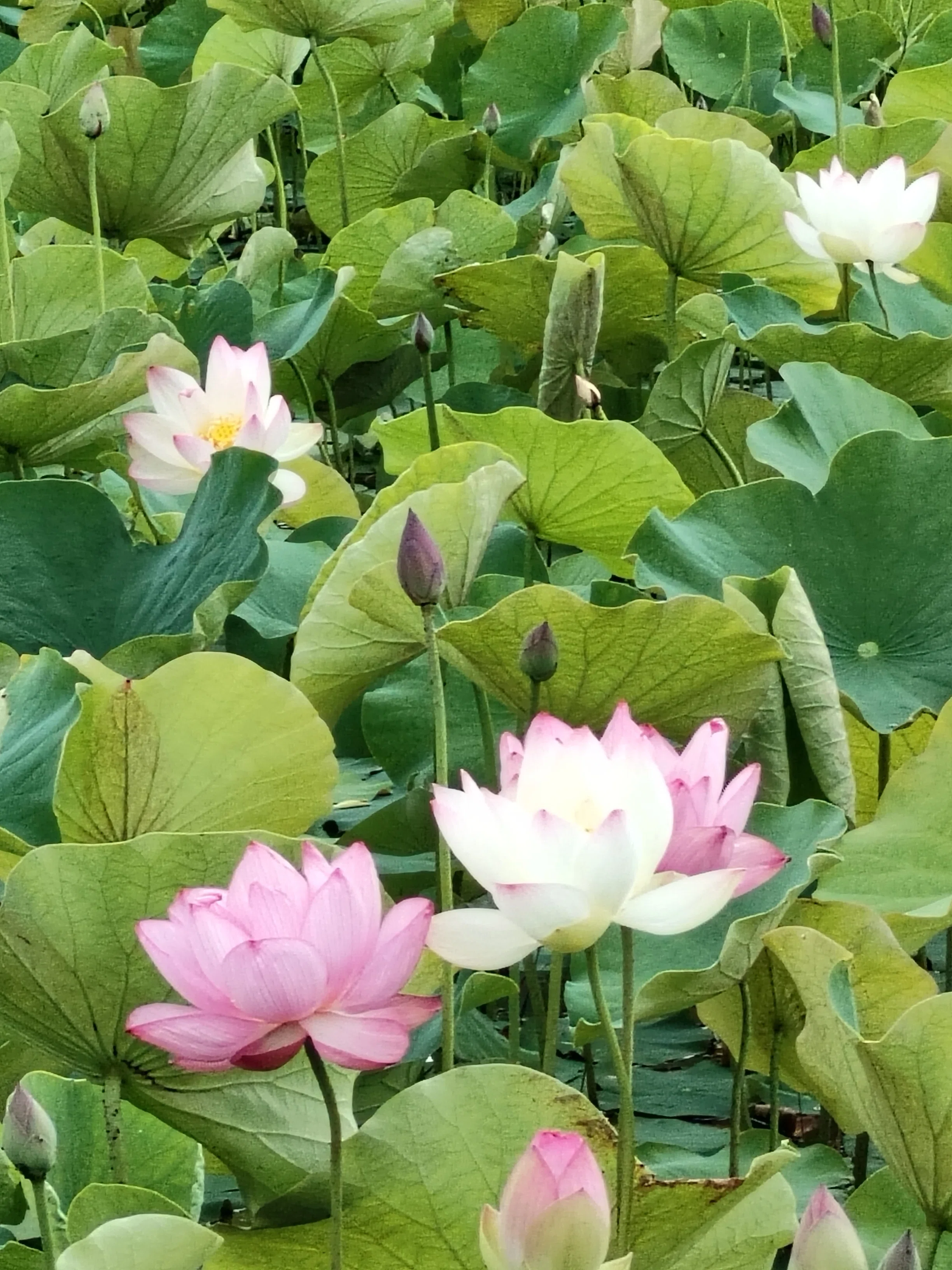 朝日に向かって広がる蓮の葉。その生命力に感動した朝｜としさん