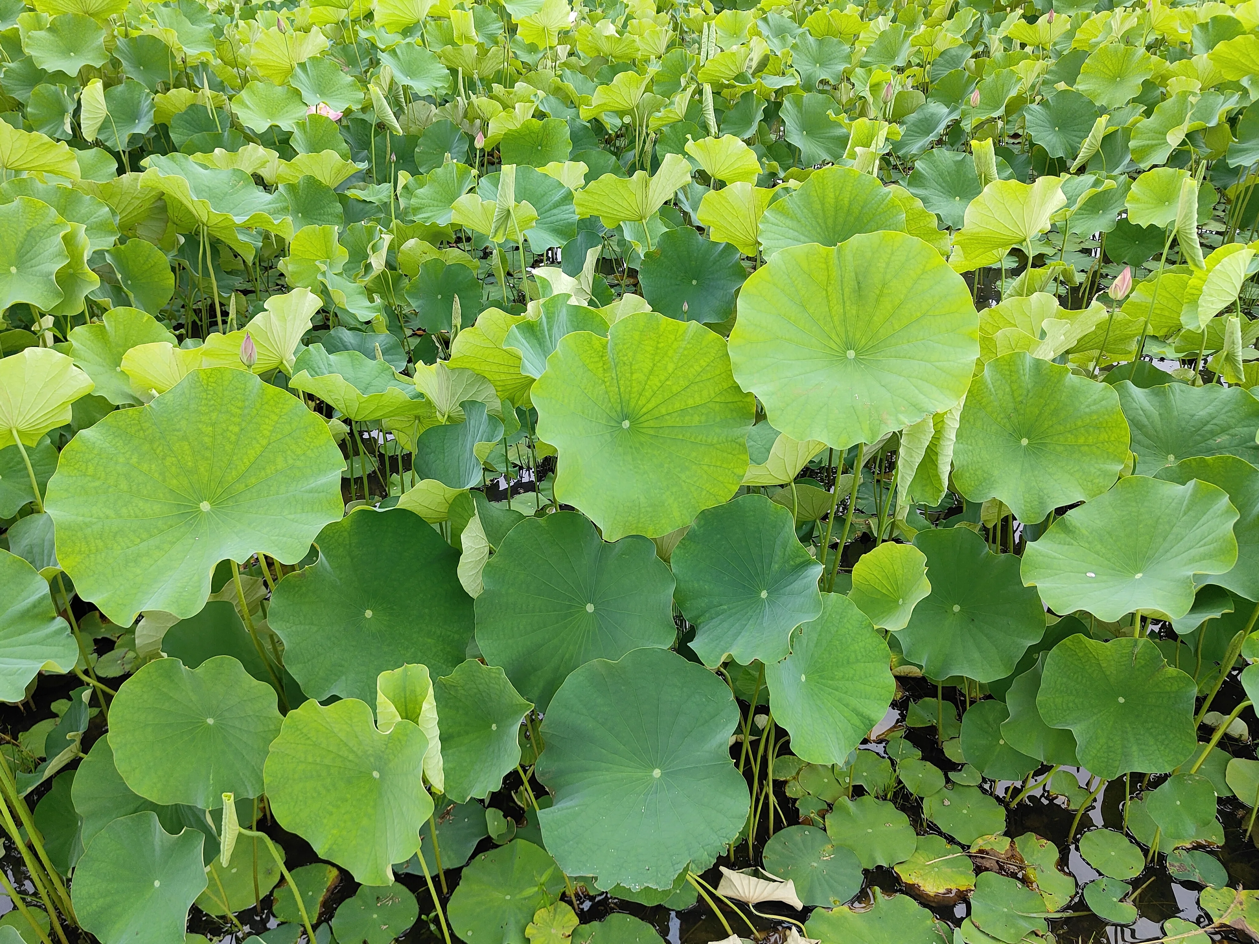 朝日に向かって広がる蓮の葉。その生命力に感動した朝｜としさん