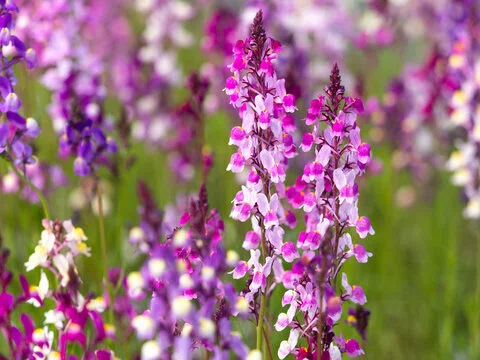  7月12日の誕生花💐｜篤也響究拓光／トクナリヒビキタクミ 