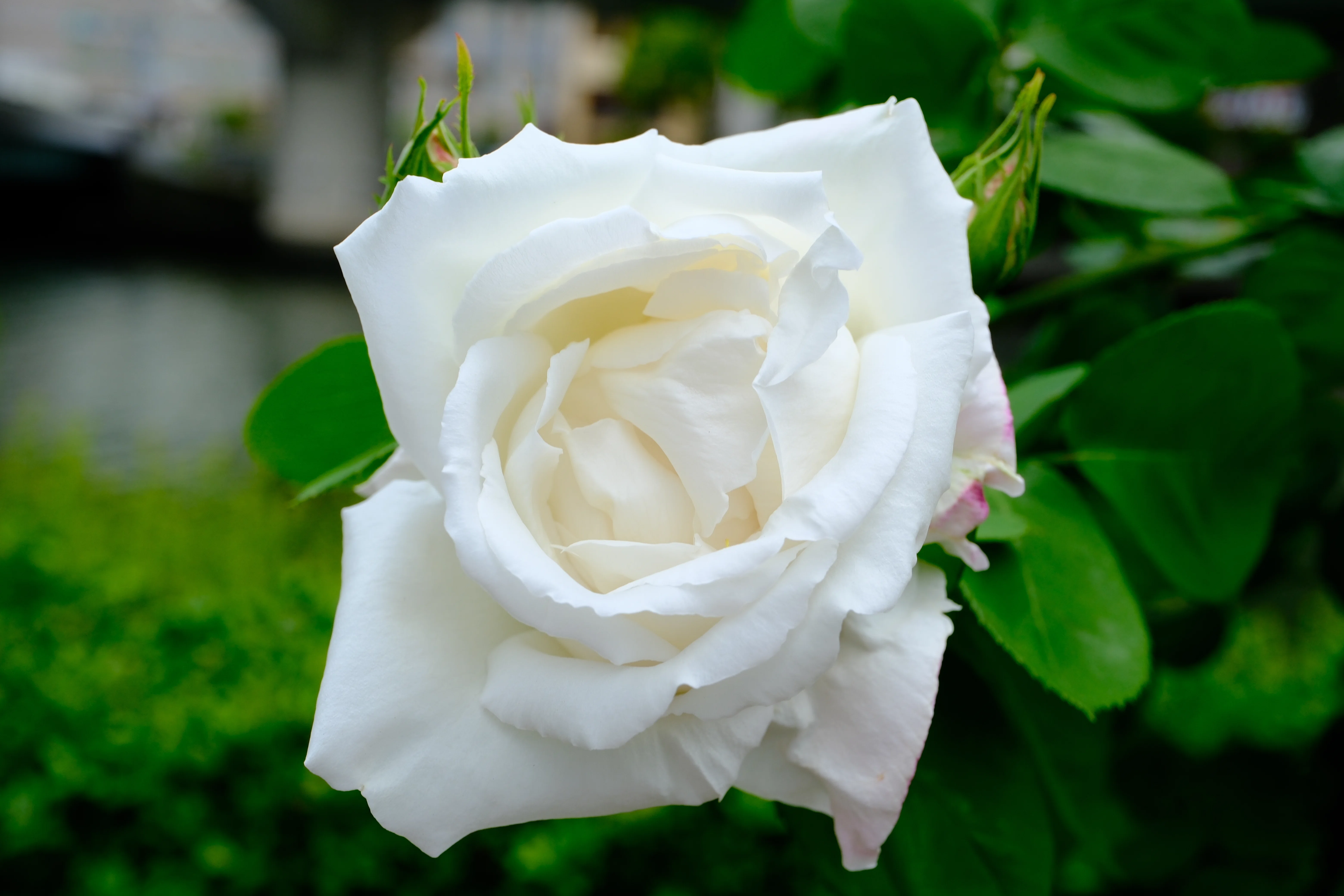 にゃおんさま　　バラ 📷X-T30III × 🌹Nakanoshima Rose Garden | 🇬🇧Cl. Frau Karl